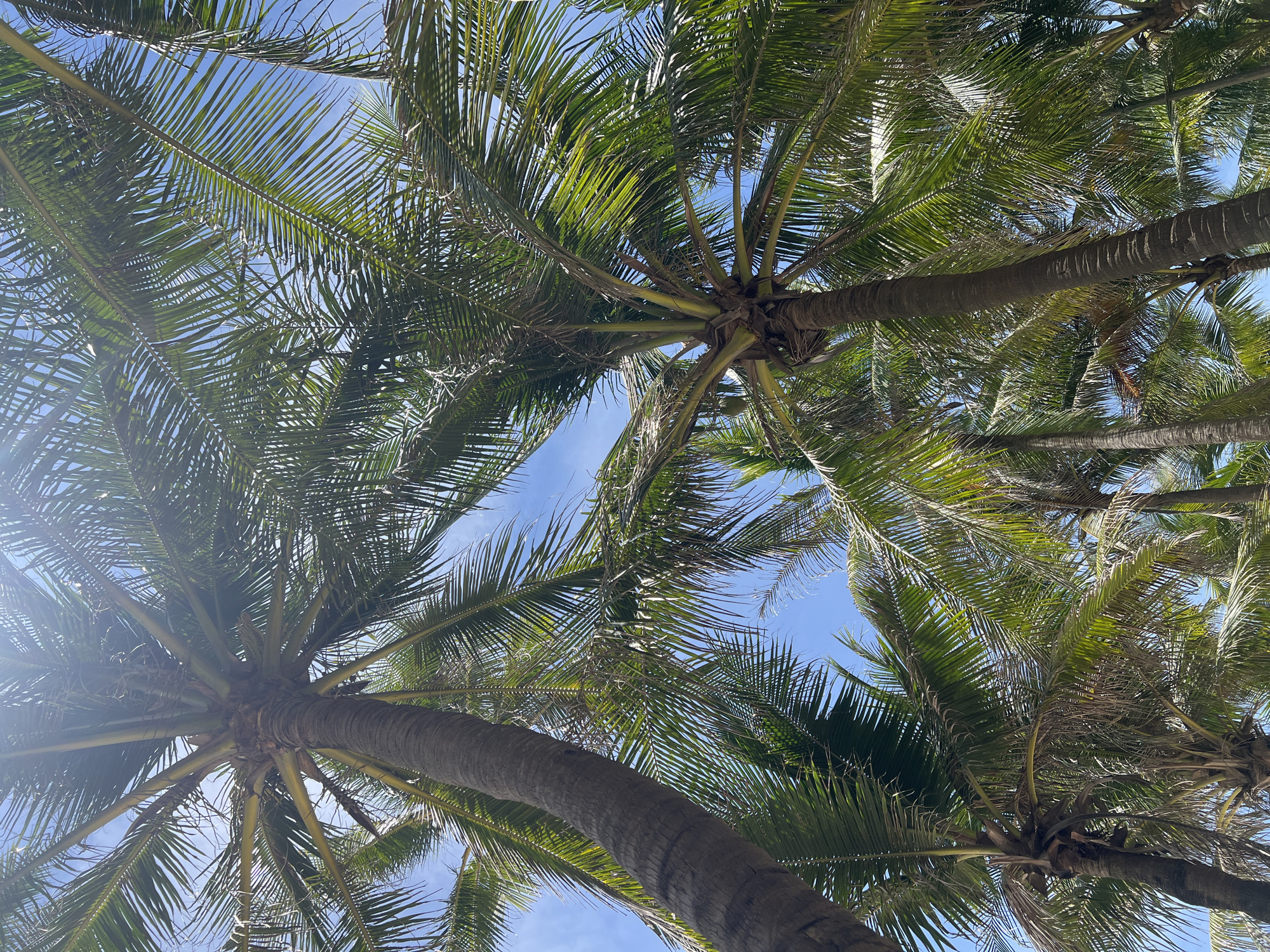 This is a low-angle shot of several palm trees against a clear blue sky. The sun is bright, causing some lens flare at the top of the image and illuminating the fronds, highlighting their green color and fibrous texture. The trunks of the palm trees are visible, with their characteristic rough, segmented bark. Some fronds appear dry and brown, while others are lush and green. There are no people or any structures visible in the image, suggesting it was taken in a natural or park-like setting. The scene evokes a tropical or subtropical climate. Without further information, it is not possible to ascertain the specific location within the city of Đà Nẵng, Vietnam.