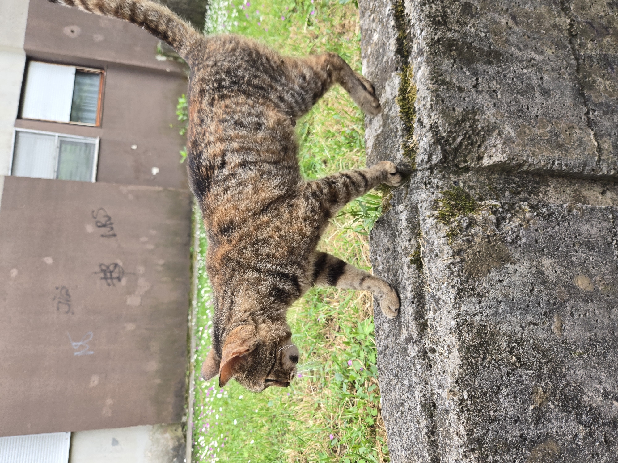 A tabby cat stands in grass along a concrete wall near a building in Radanovići, Montenegro. The cat has brown and black stripes, and its tail extends out of frame. The concrete wall is gray and textured. The building behind the cat has windows and graffiti. There are small flowers in the grass.