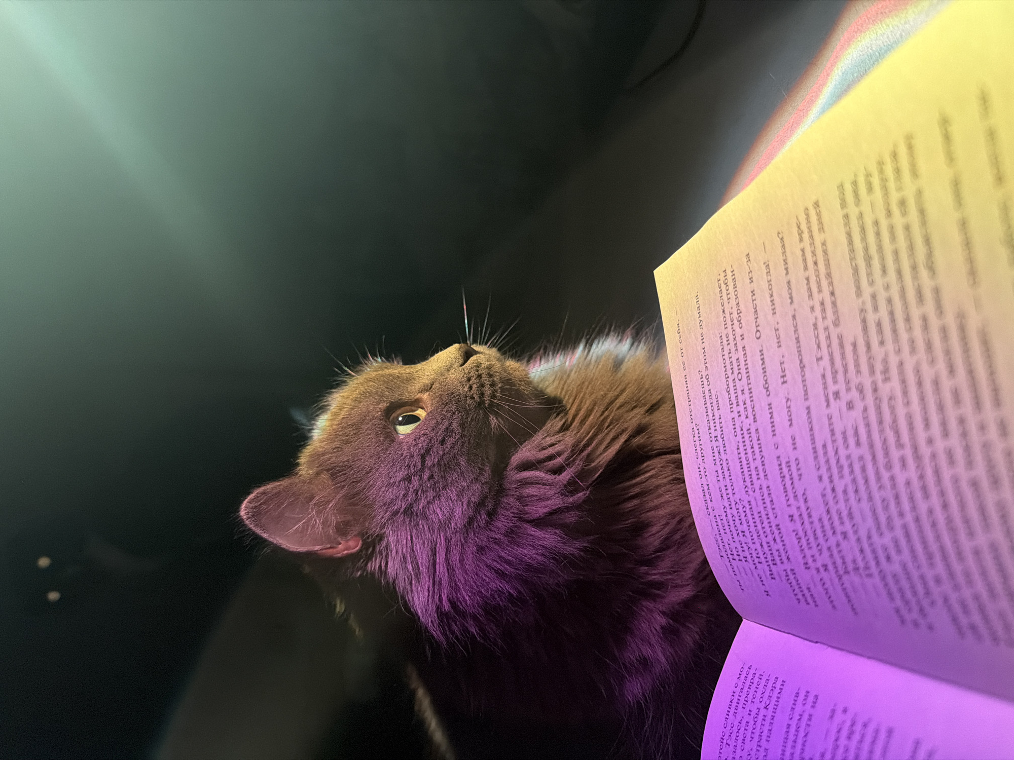 A medium-shot, low-angle photograph features a fluffy, grey-brown cat looking up at an open book. The cat's left ear is visible, as is one of its amber-colored eyes. The book is in focus, with text in a non-English language filling the pages. The lighting is uneven, with a purplish-pink hue on the cat and the bottom of the book and a yellow hue near the top of the book. The background is dark and largely out of focus. There is no definitive way to verify that the location is in Chaikovsky, Russia, as there is no specific scenery that proves the photo was taken in that location.