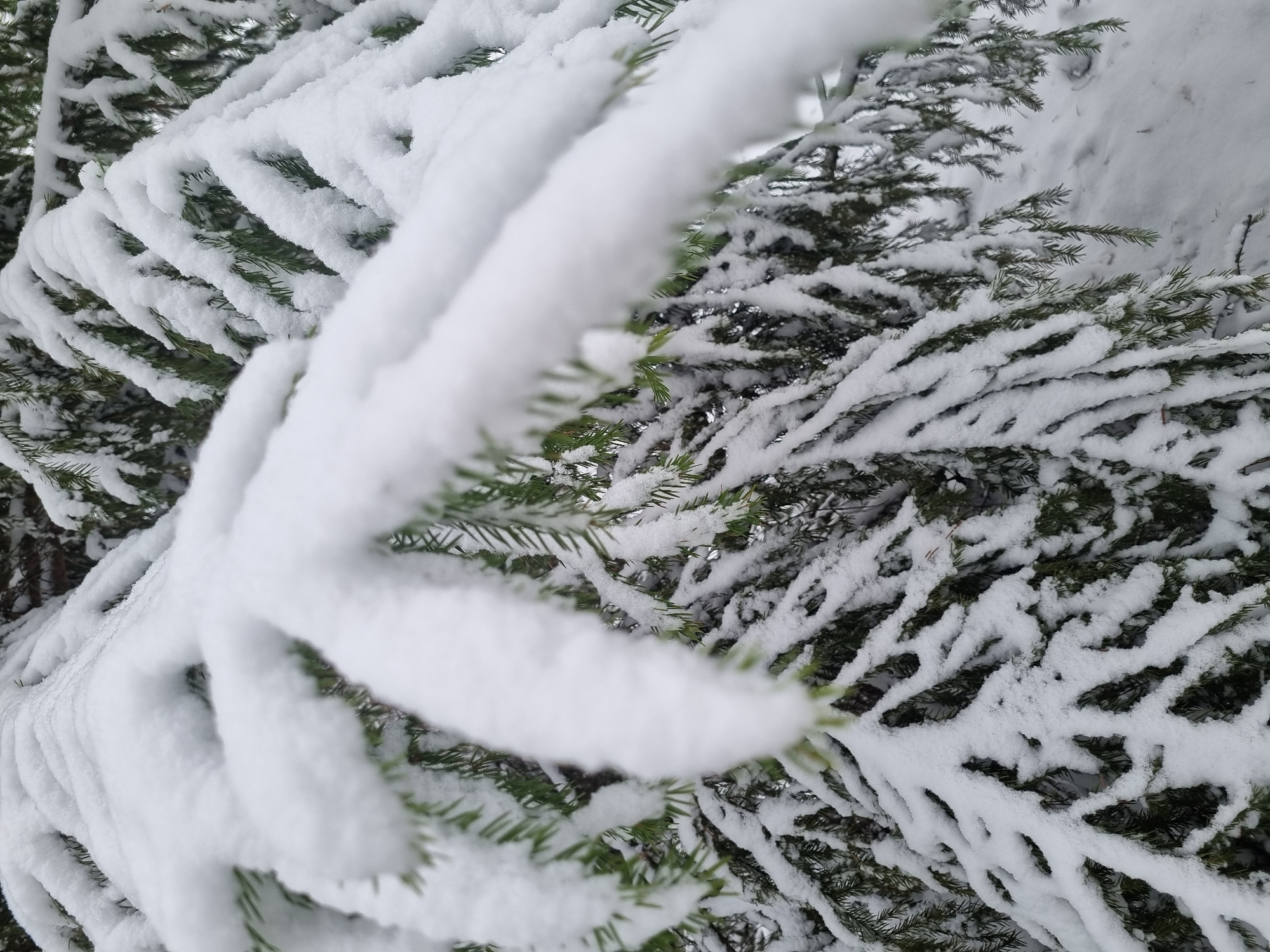 The image depicts a close-up view of a snow-covered evergreen tree branch. The foreground branch is heavily laden with snow, obscuring the green needles. The background shows more branches, also covered in snow, with some green needles visible. The snow appears fresh and undisturbed. No people, animals, or man-made structures are visible. The location is specified as Kemul, Russia, but there is no visual confirmation of this location in the image itself.