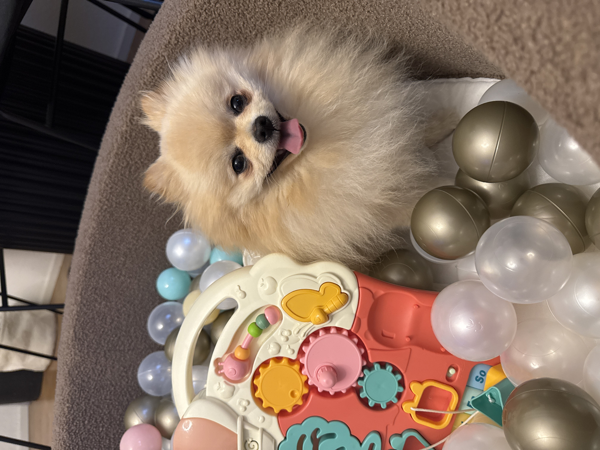 A fluffy, light-brown Pomeranian dog with its tongue sticking out is positioned on a brown upholstered chair. The dog is surrounded by a collection of plastic balls in various colors including gold, white, and blue. A colorful children's toy with interactive gears and shapes sits amidst the balls. The image composition suggests a close-up perspective, with a focus on the dog and the surrounding play objects. The location is assumed to be an indoor setting, potentially a residence, within Bietigheim-Bissingen, Germany, based on the given instructions.