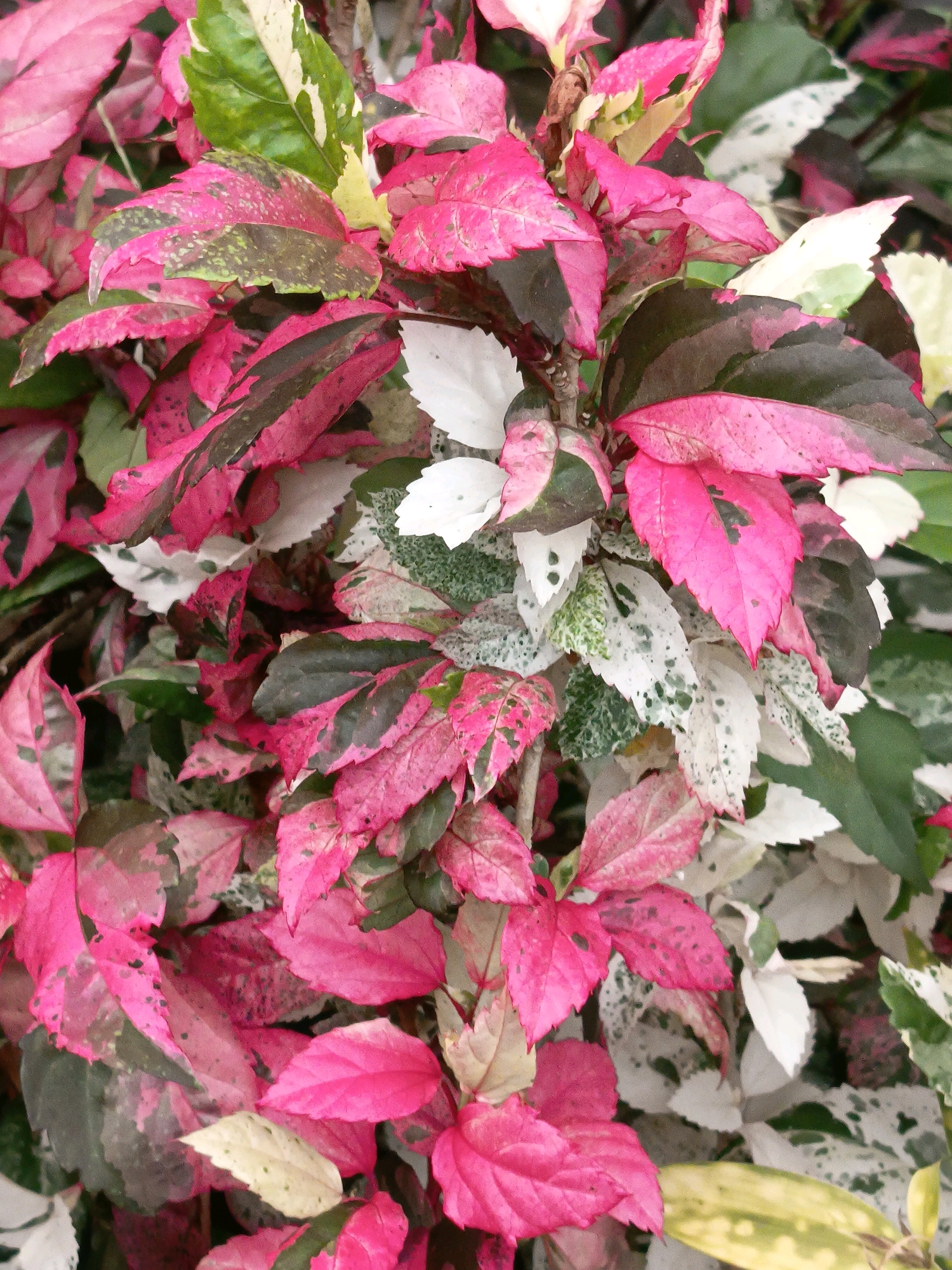 The image is a close-up, overhead shot of a dense cluster of hibiscus leaves. The leaves exhibit a striking variegation, with prominent patches of vibrant pink, dark green, and white. Some leaves are almost entirely pink, while others are a mix of green and white with pink speckles. The texture of the leaves appears slightly rough, with visible veins. The background is a blur of more foliage, suggesting the plant is part of a larger arrangement. There are no people, animals, or man-made objects visible in the image. The lighting is soft, indicating an outdoor setting, possibly in a garden or park. The scene is static and devoid of any action. The specific location within Banjarmasin, Indonesia, cannot be determined from the visual information provided in the image.
