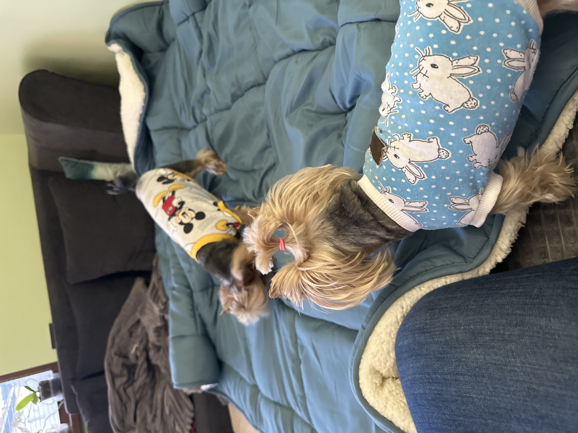 Two Yorkshire Terriers are on a blue and white quilted blanket on a dark gray couch. One dog is wearing a gray Mickey Mouse shirt, and the other is wearing a blue bunny-patterned shirt. A person wearing blue jeans is also on the couch. The location is not identifiable as Montana, Bulgaria.