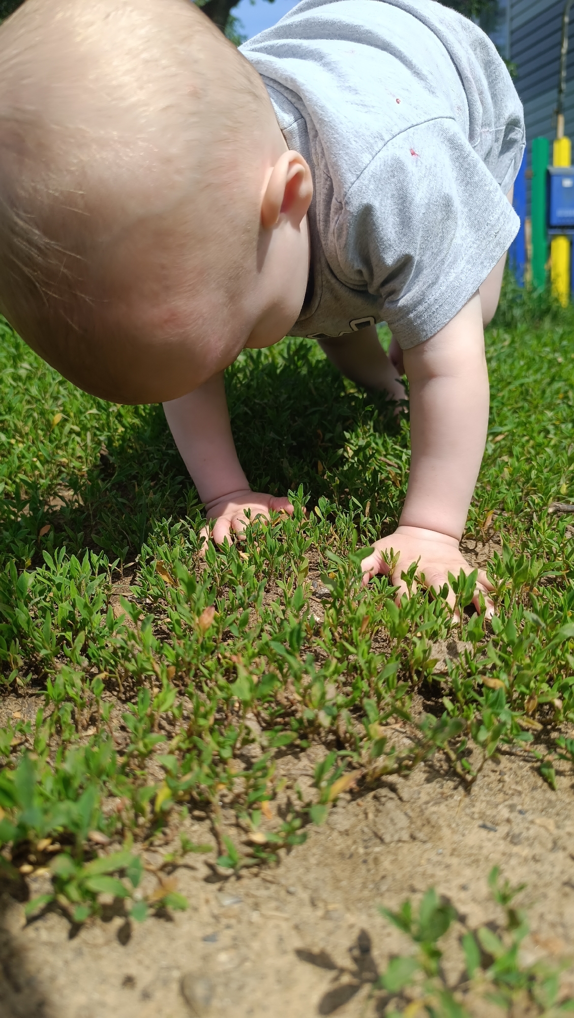 An overhead shot shows a baby on hands and knees, reaching towards a patch of green grass and dirt. The baby's head is tilted forward, with its blonde hair visible. The baby wears a gray t-shirt. In the background, a colorful fence and mailbox can be seen, suggesting a residential area. This image does not provide any specific information about the city of Karsha, Russia, or any other location.