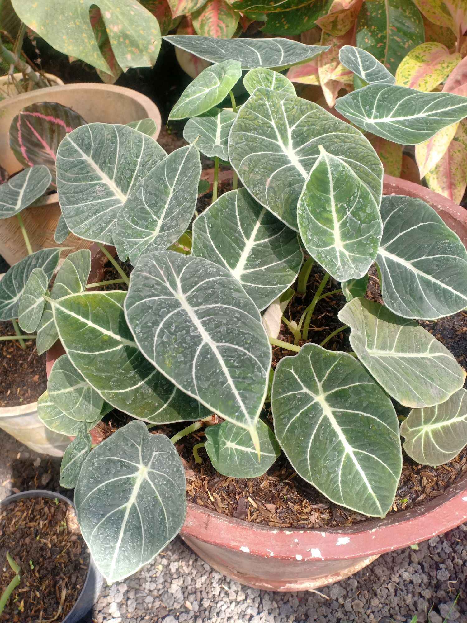 In an outdoor setting, a close-up shot showcases a lush Alocasia 'Black Velvet' plant in a terracotta pot. The plant features numerous dark green, velvety leaves with prominent, lighter green veins. Some leaves exhibit a slight sheen, possibly from water droplets. The pot is filled with dark soil mixed with mulch. Surrounding the pot, gravel is visible on the ground, and in the background, other potted plants with colorful foliage can be seen. The lighting suggests a daytime scene, likely outdoors. No people are present.