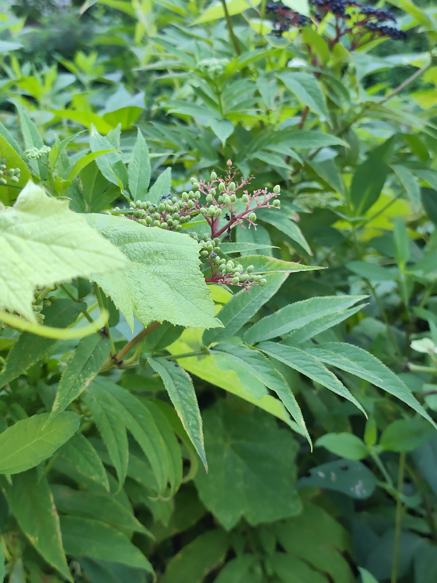 This is a close-up, vertical, eye-level shot of lush green foliage. The foreground is dominated by several large, deeply veined leaves and a cluster of small, developing green berries on reddish stems. The leaves are varied in shape, with some being broad and rounded, while others are more elongated and serrated. The berries are tightly packed in an umbel formation. In the background, more green leaves and some dark berries are visible, suggesting a dense, natural environment. The lighting is soft and diffused, indicating an overcast day or the shade of larger plants. There is no indication of human presence, urban elements, or the specific location of Oryol-Izumrud, Russia.