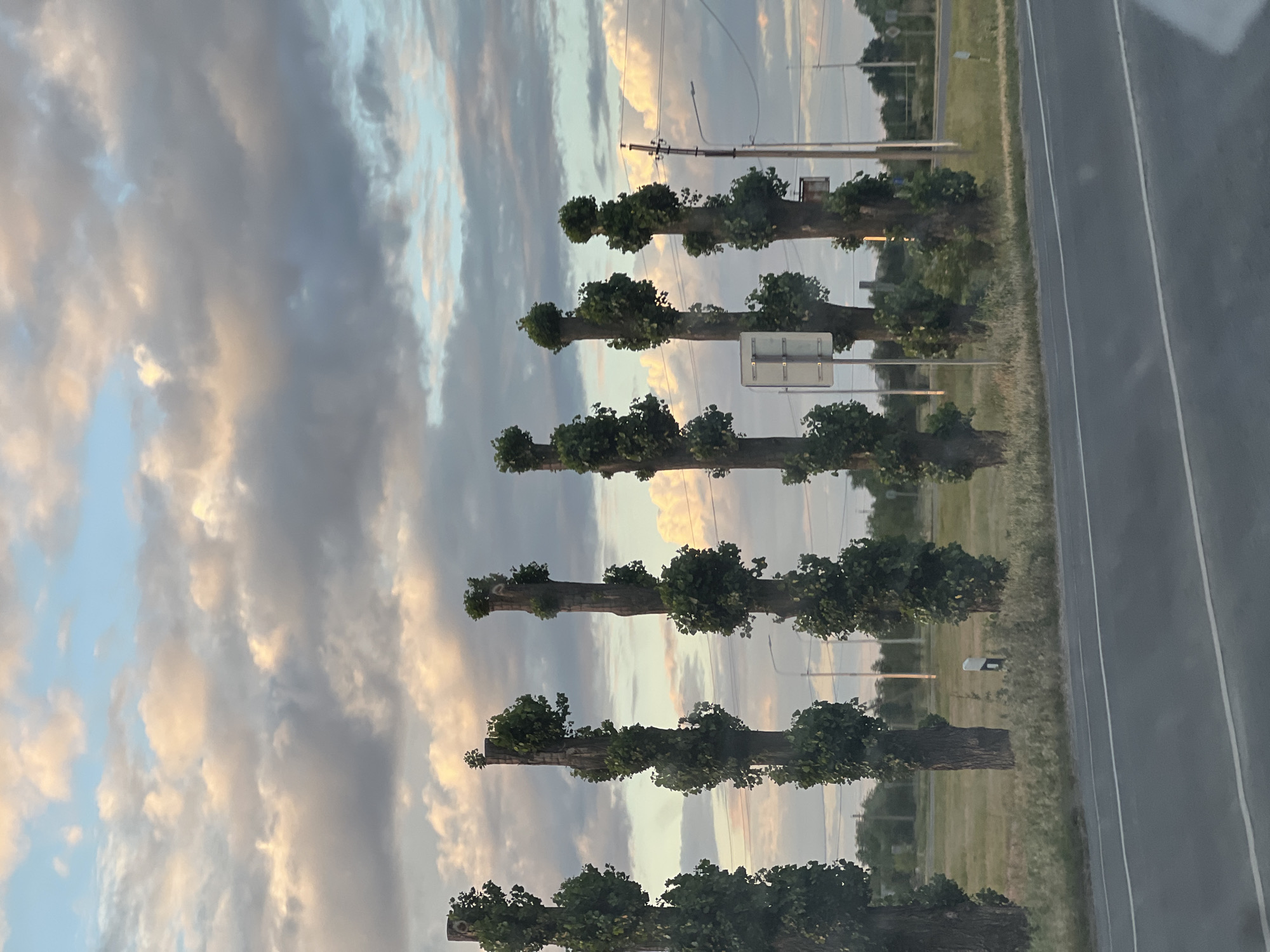A row of seven pollarded trees with lush green foliage clumped near their pruned tops stands on the grassy median of a road. The trees are uneven in height, with the tallest on the left. They are spaced irregularly along the roadside. The sky above is filled with dramatic, heavy clouds, tinged with pink and orange from the setting or rising sun, contrasting with patches of blue. The road in the foreground appears to be asphalt with a white dividing line. In the background, there are power lines, a utility pole, and distant vegetation. The overall scene suggests a rural or semi-rural setting in Zimovniki, Russia, possibly along a highway.