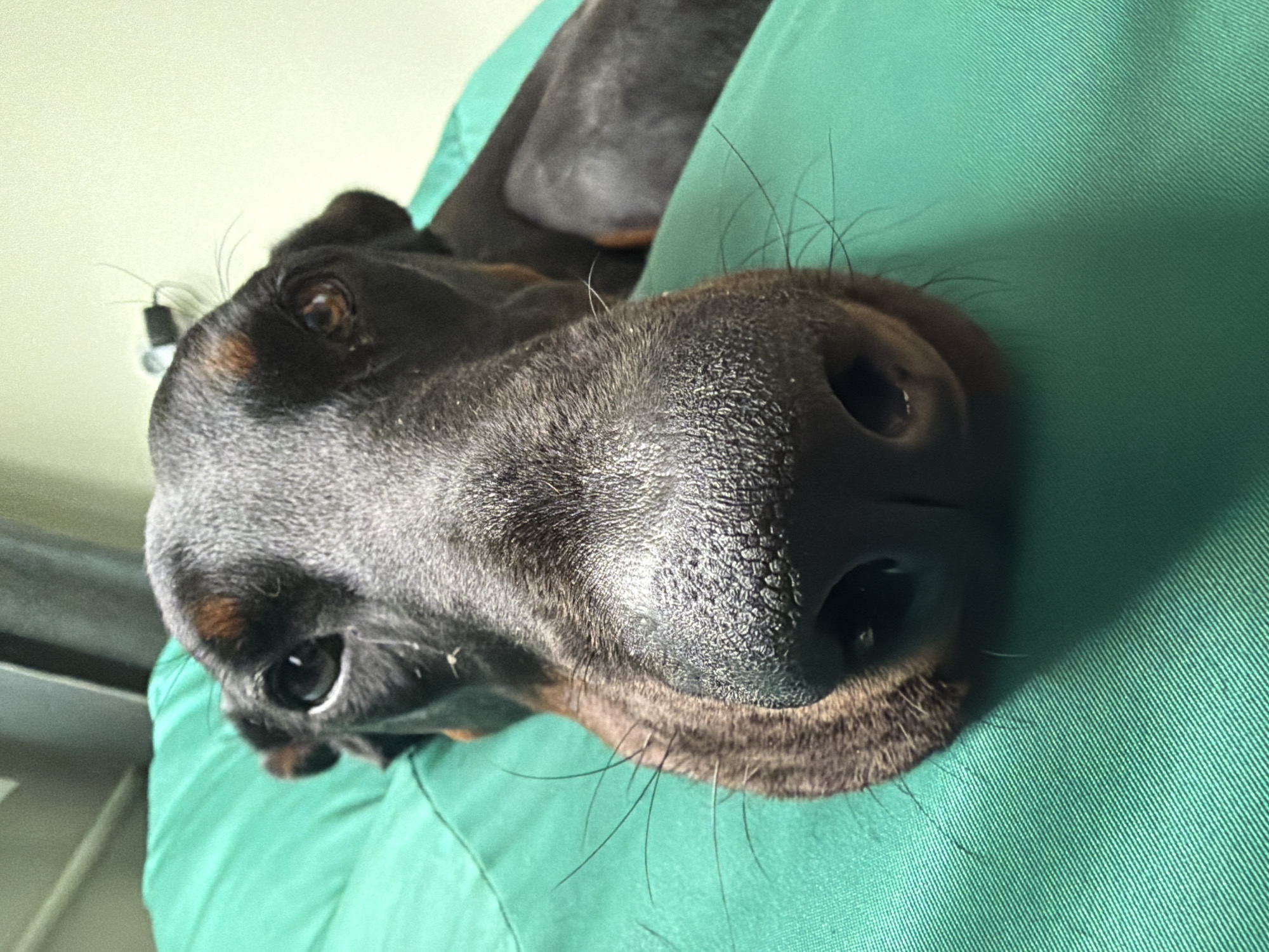 A Doberman Pinscher dog is depicted in a close-up, head-on view. The dog is lying down, with its head resting on a teal or emerald green fabric surface that exhibits a visible diagonal woven texture. The dog's prominent black nose, appearing wet and textured with distinct pores, dominates the lower foreground. Numerous long, dark whiskers extend from the muzzle area. Its dark brown eyes, with visible reflections, are directed forward, towards the viewer. Subtle reddish-brown tan markings are visible above both eyes, characteristic of the breed. The fur is short and black. The background consists of plain, light-colored walls, appearing off-white or beige. In the upper right background, a small, dark, indistinct object, possibly an electrical fixture or sensor, is attached to the wall. The immediate environment provides no distinguishing features that would indicate a specific geographic location such as Sofia, Bulgaria.
