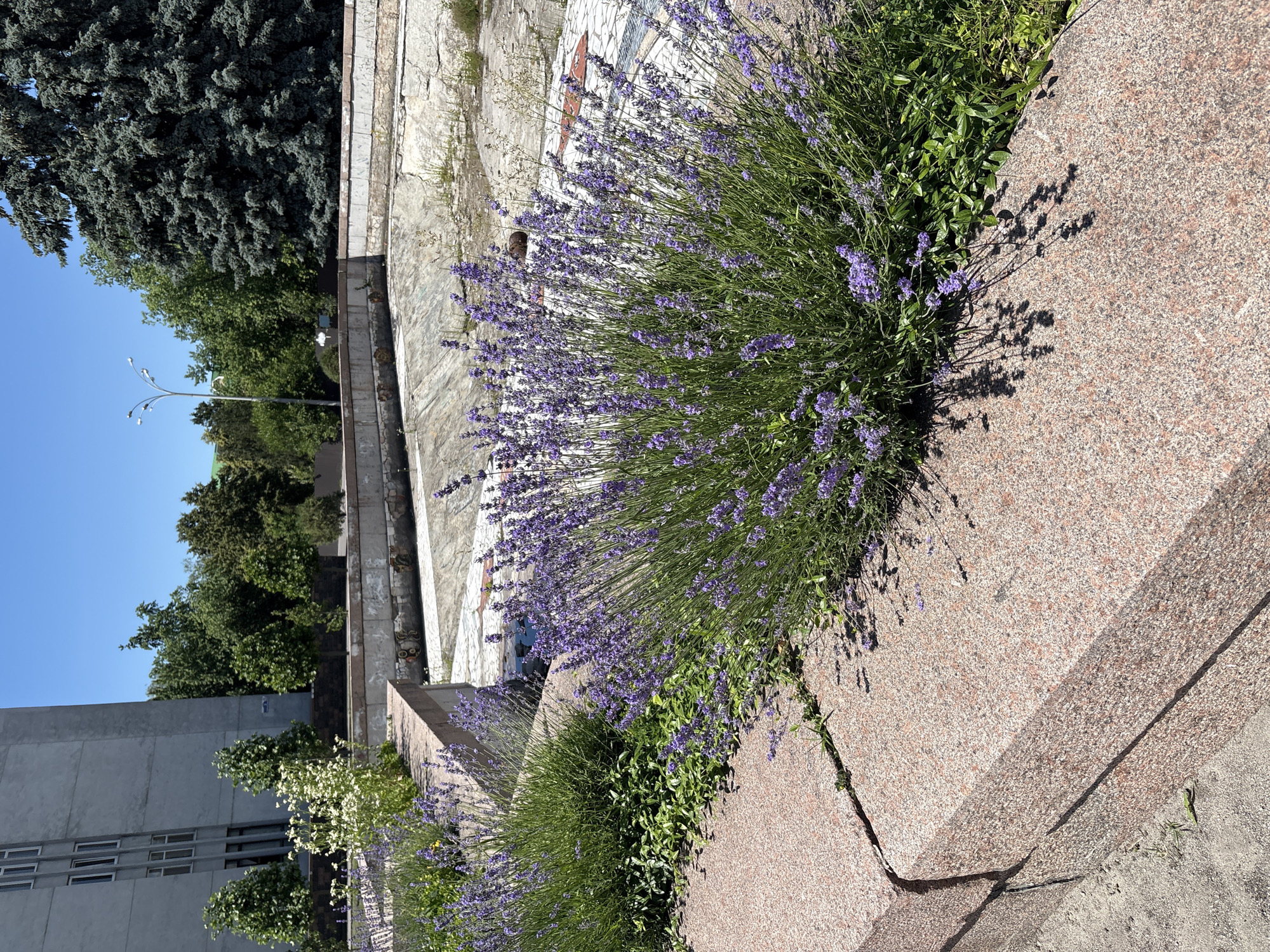 The image depicts a sunlit outdoor scene in Kremenchuk, Ukraine. In the foreground, a cluster of blooming lavender plants with purple flowers is situated on a granite ledge. Behind the lavender, a large, dry, concrete basin, possibly a former fountain or pool, is visible, showing signs of wear and tear with some scattered debris and dry vegetation. The basin is bordered by a stone wall. In the background, a modern, multi-story building with a grey facade and rectangular windows stands to the left. A variety of trees, including a large conifer and other deciduous trees, are present behind the basin. The sky is clear and blue, indicating fair weather. A street lamp with multiple heads is also visible in the distance. The overall scene suggests an urban public space with a combination of natural elements and architectural structures.
