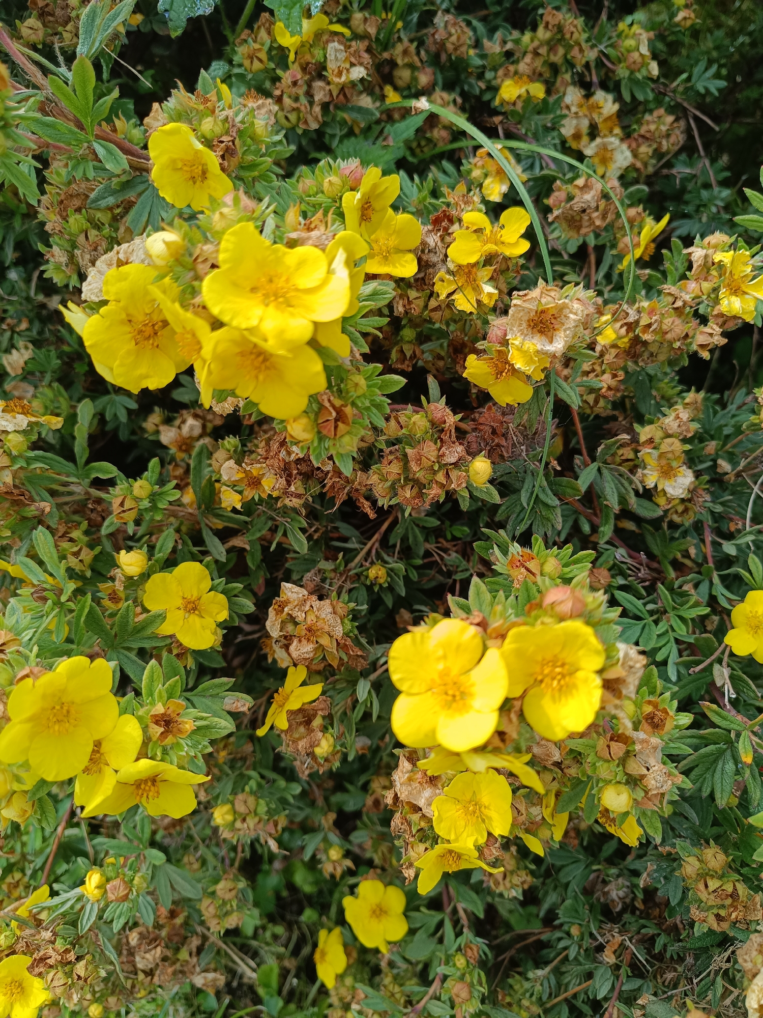 This is a close-up, eye-level, medium shot of a dense shrub with numerous yellow flowers and green foliage. The flowers are small, with five petals each and prominent stamens in the center. Many of the flowers are in full bloom, while others are in bud or have already faded and are drying. The foliage is a mix of green leaves and stems, with some dried, brown seed pods visible. The background is blurred, suggesting a shallow depth of field. The lighting is natural and appears to be overcast, as there are no strong shadows. The image does not depict any people or specific landmarks that would indicate a location within the city of Tebras, Latvia.