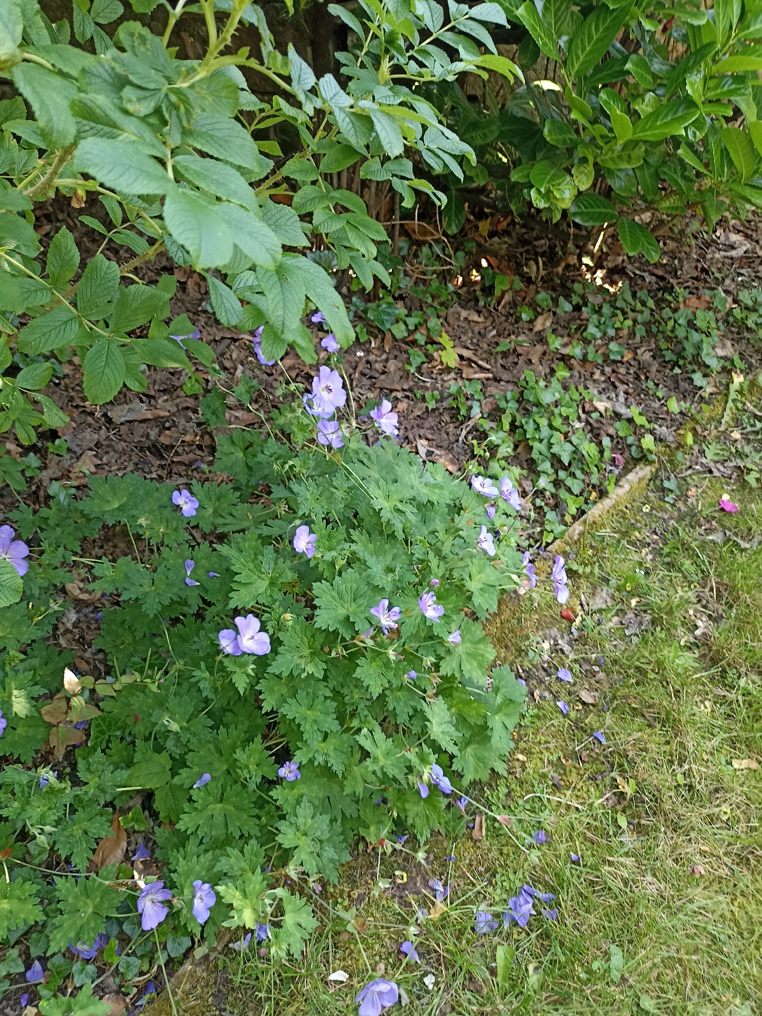 The image depicts a garden scene in Dungloe, Ireland, featuring a lush ground cover of green foliage interspersed with delicate purple flowers. The ground is a mix of soil, dried leaves, and mossy patches, suggesting a natural, somewhat untamed setting. On the left side, large, serrated green leaves of a bush dominate, with some thorns visible on the branches, indicating it might be a rose bush. To the right of this bush, a denser, darker green foliage creates a backdrop. The main focus of the image is a cluster of herbaceous plants with deeply lobed green leaves, adorned with numerous small, five-petaled purple flowers. These flowers are scattered across the plant and some have fallen onto the surrounding ground. The grassy area to the right of the plants appears somewhat overgrown. The overall impression is one of a natural garden environment, possibly in a residential area or park in Dungloe. There are no people or animals visible in the image.