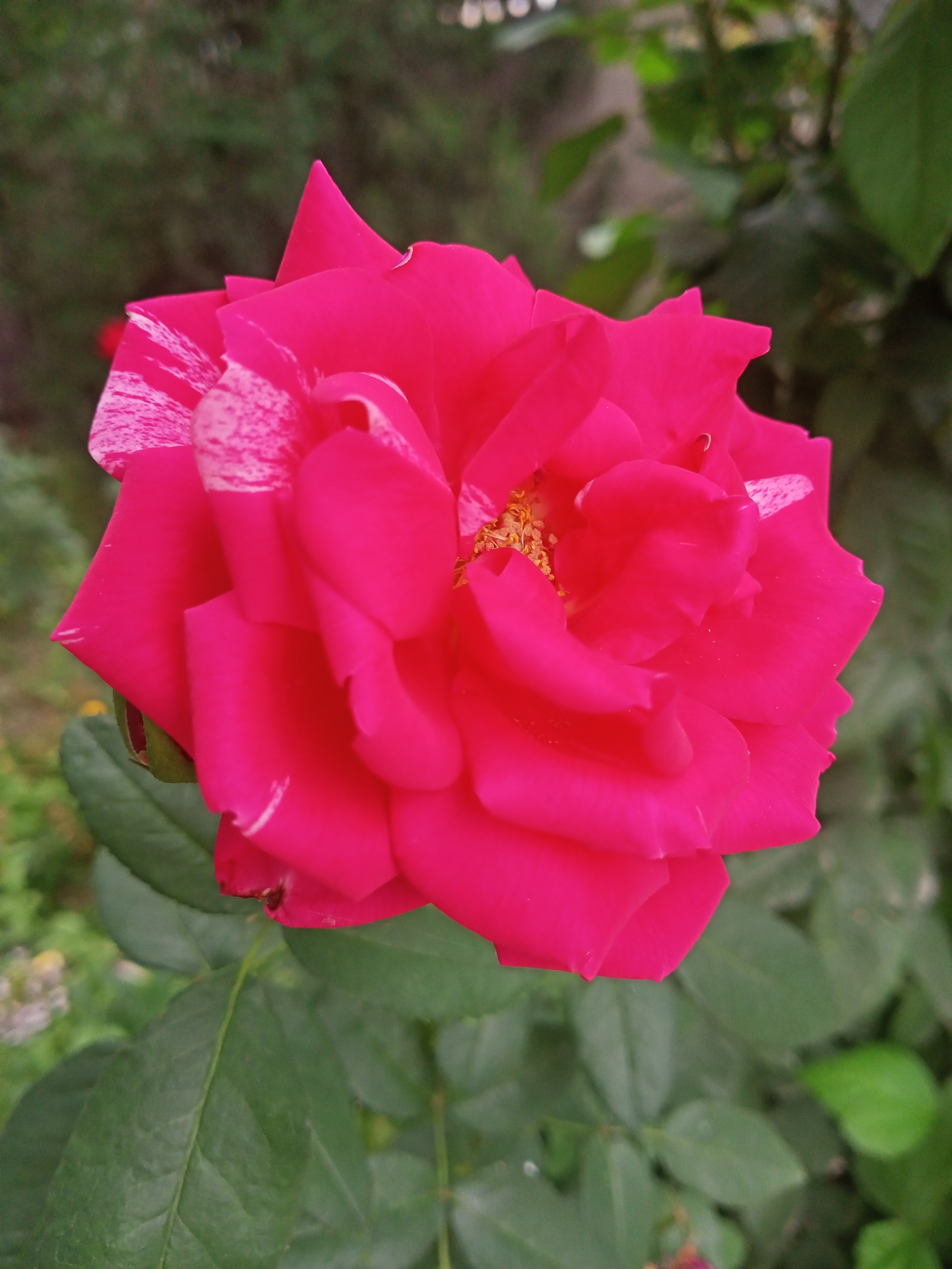 A close-up, eye-level, vertical shot showcases a vibrant, fuchsia-colored rose in full bloom. The rose's petals are layered and slightly unfurled, revealing a delicate stamen in the center. Some petals exhibit streaks of white, adding a unique speckled pattern to the flower. The rose is positioned centrally in the frame, with lush green foliage and blurred background elements suggesting an outdoor garden setting. The scene is consistent with a rose bush found in a residential or public garden in Sokuluk, Kyrgyzstan, where such flowers are commonly cultivated. There are no people or observable actions depicted in the image. The environment is natural, with a focus on the detailed texture and color of the rose.