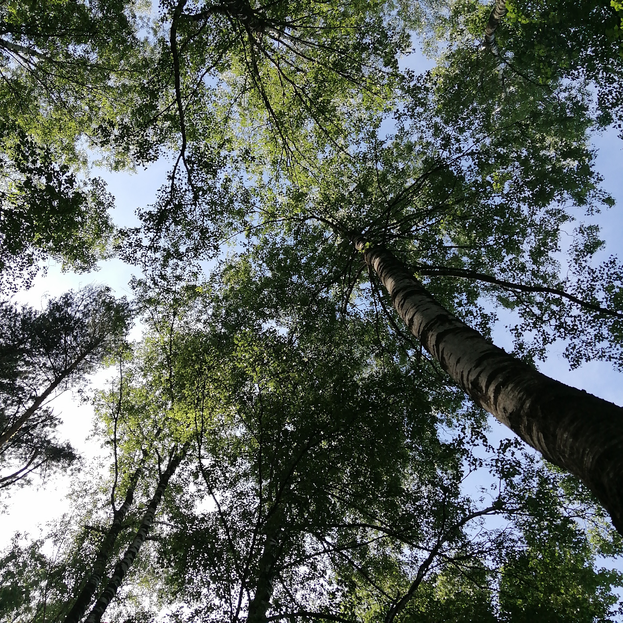 The image displays an upward-angled view into a dense forest canopy in the city of Unknown, Unknown. A clear, light blue sky, with brighter, lighter blue or white patches indicative of strong illumination, is visible through the network of branches and leaves. Dominant in the frame are several trees with characteristic light-colored bark and dark horizontal striations, identifiable as birches; one prominent, thick birch trunk occupies the mid-right and extends upwards. Other tree trunks, some slender, are discernible among the foliage. The leaves are various shades of green, with some areas brightly lit by sunlight and others in deeper shadow. Intertwining branches form a complex pattern against the sky and among the leaves. On the far left, a portion of a darker, possibly coniferous tree with needle-like foliage is visible. No people, animals, or man-made objects are present in the scene.