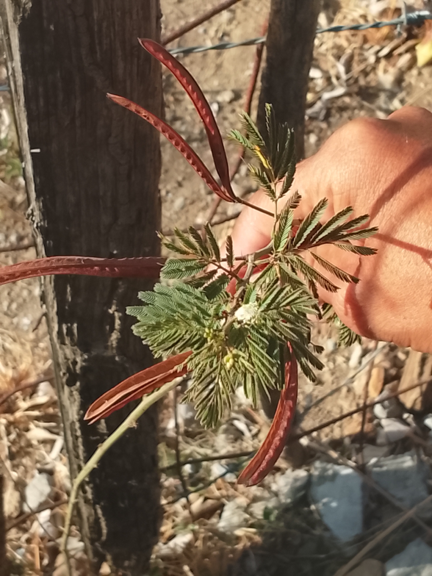 The image shows a hand holding a Mimosa pudica plant, commonly known as the sensitive plant. The plant features characteristic fern-like leaves that fold inward when touched. It also has elongated, reddish-brown seed pods. The plant is growing near a wooden post, possibly a fence. The background appears to be an outdoor environment with dry vegetation and soil. Based on the prompt, the location is Altagracia, Venezuela, although that is not discernible from the visual information within the photo.