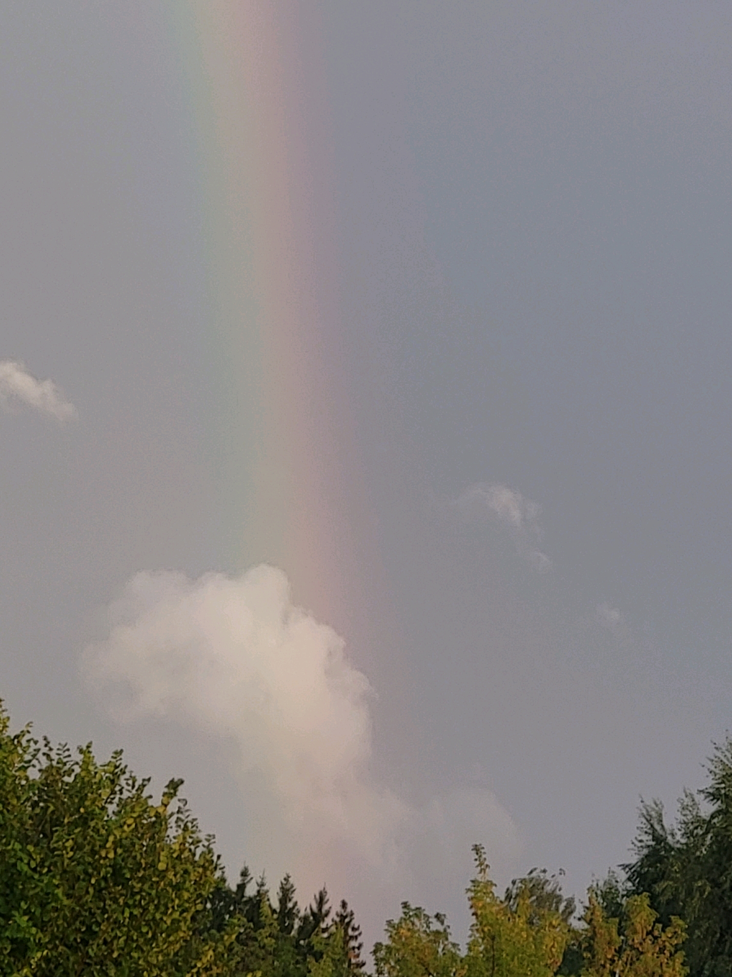 The image depicts a natural phenomenon, a rainbow, against a cloudy sky. The rainbow is visible as a faint arc of pastel colors, stretching diagonally from the upper left to the lower right of the frame. Below the sky, the tops of trees are visible, with lush green foliage on the left and darker, more pointed evergreen trees on the right. The overall scene is overcast, suggesting a recent or impending rain shower. No people or man-made structures are visible, making it impossible to determine the specific location within Jelgava, Latvia.