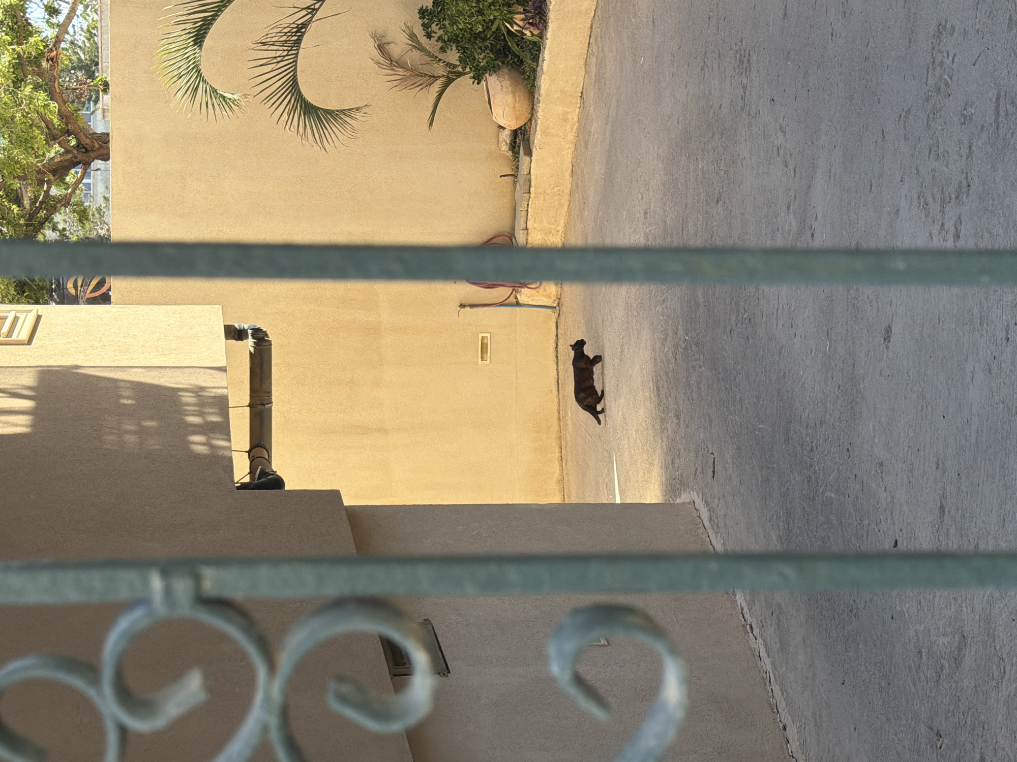 A cat walks on a sidewalk next to a building in Tel-Aviv, Israel. A metal fence is in the foreground. A potted plant sits in the corner of the building, and the tree casts shadows on the wall.