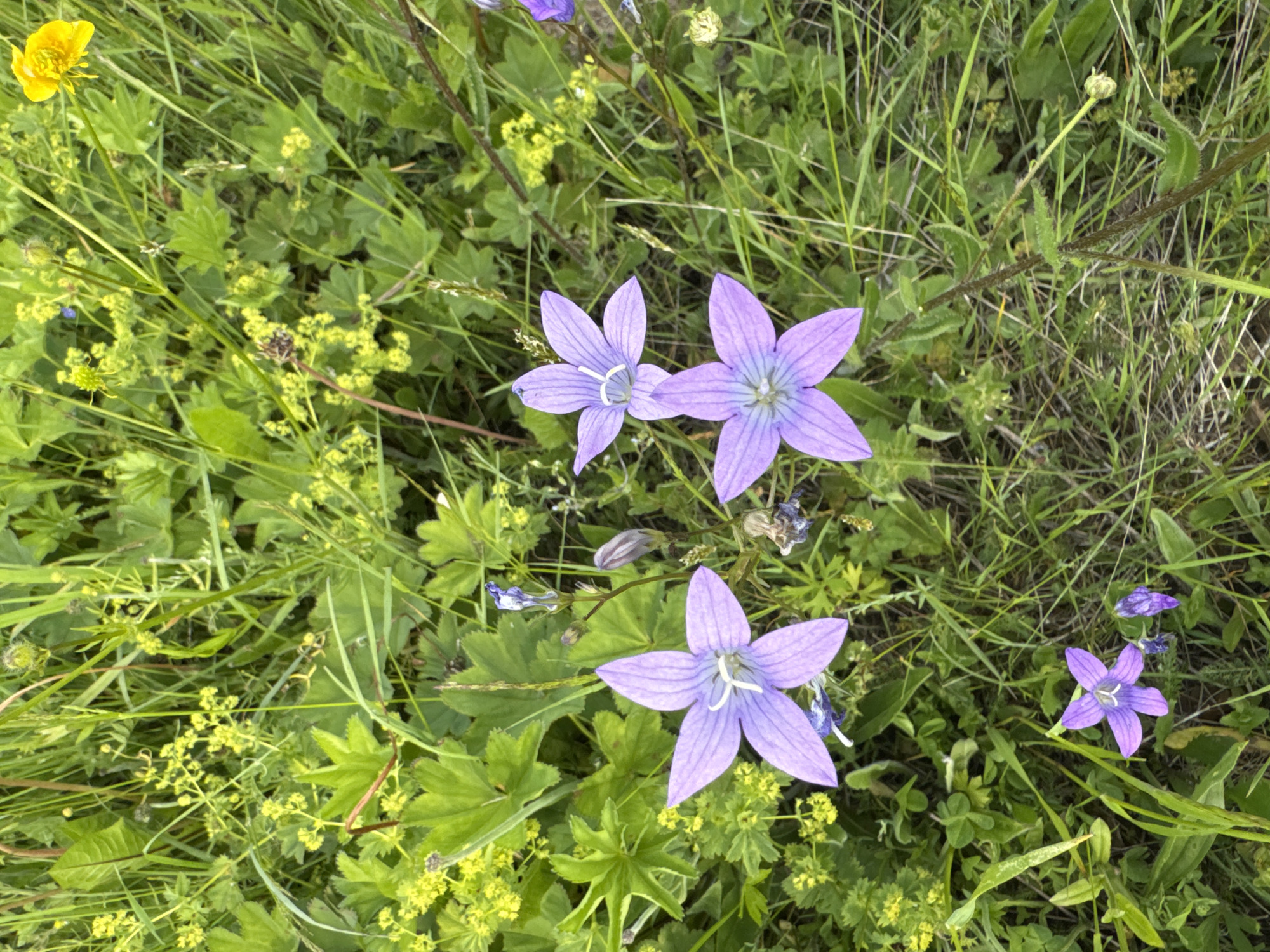The image depicts a close-up, overhead view of wild flowers in a natural setting. The primary subjects are several bell-shaped, purple flowers with five pointed petals, each exhibiting delicate purple veins. One prominent flower in the lower center has a white stamen. To the upper left, a single, bright yellow buttercup stands out against the predominantly green foliage. The flowers are interspersed with lush green grass and smaller clusters of yellow wildflowers. The scene is one of natural abundance, with no signs of human intervention or activity.
The lighting suggests it is daytime, likely with overcast skies or dappled sunlight, as there are no strong shadows. The overall impression is one of a peaceful, verdant meadow or roadside verge. The specific location of Луптюг, Russia, implies a temperate climate during a period when these wildflowers are in bloom, likely late spring or summer. The image evokes a sense of natural beauty and tranquility. There is no visible text in the image.