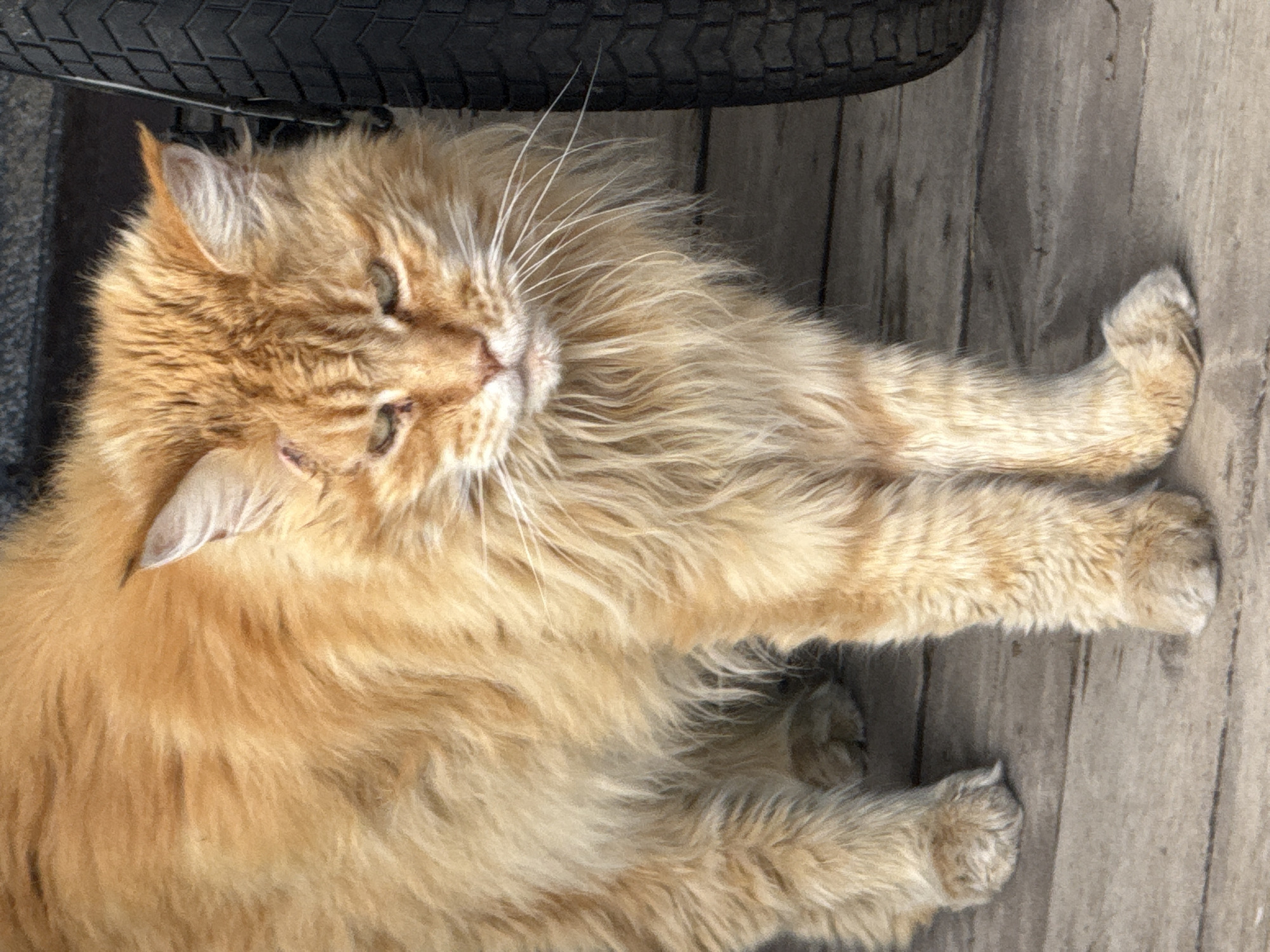 An orange tabby cat with long fur stands on a wooden surface. The cat has green eyes and appears to have a small wound on its forehead. To the right of the cat is a dark-colored tire. The background is blurred but suggests an outdoor setting. The location is the city of Votkinsk, Russia.