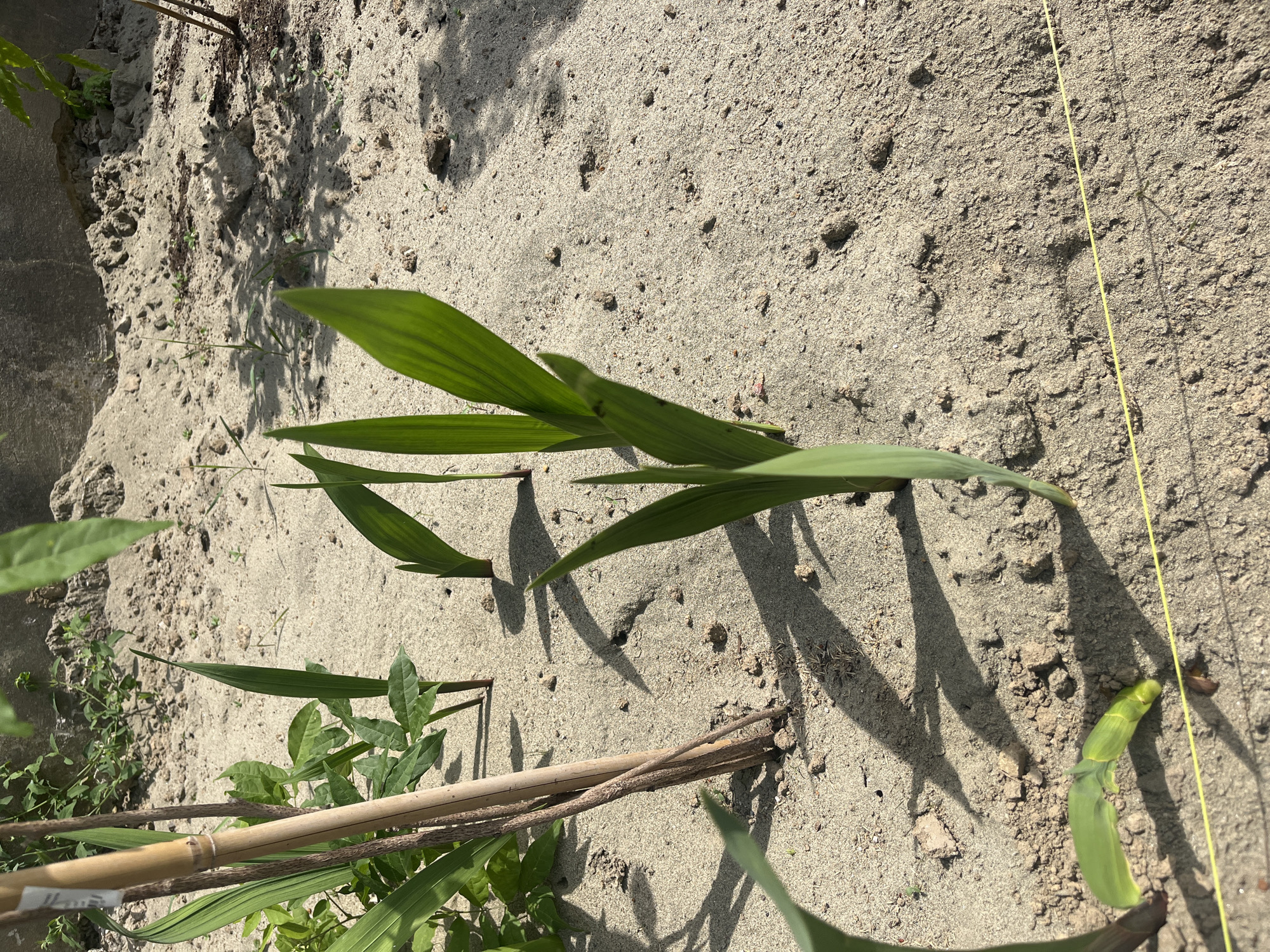 The image depicts a garden bed with sandy soil and several young green plants emerging from the ground. A bamboo stake is visible on the left side of the frame, supporting some of the foliage. Shadows are cast by the plants and the stake, indicating a sunny day. In the background, there is a concrete structure and more vegetation. The scene appears to be outdoors, likely in a residential garden setting. There are no people or animals visible in the image. The location is identified as Onokivtsi, Ukraine.