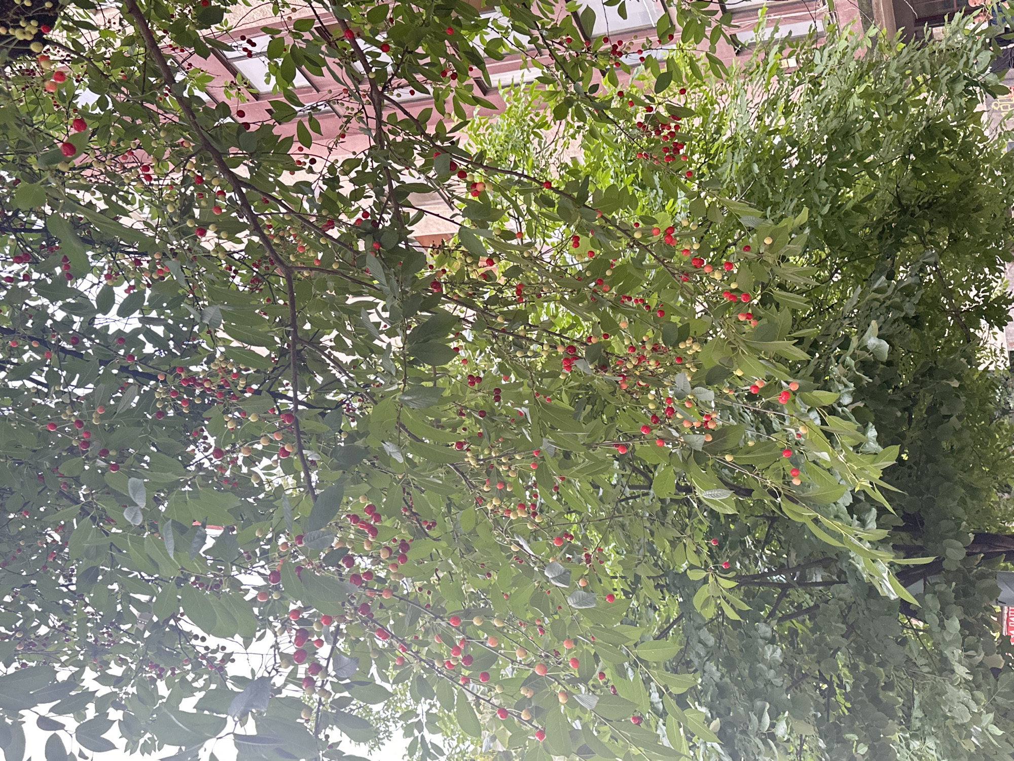 A close-up, medium shot captures a tree laden with numerous ripe cherries and unripe green cherries. The cherries hang in clusters from thin stems, interspersed with the tree's dense green leaves. In the background, a reddish-brown building with visible windows is partially obscured by the foliage. The overall impression is one of a fruitful tree against an urban backdrop.