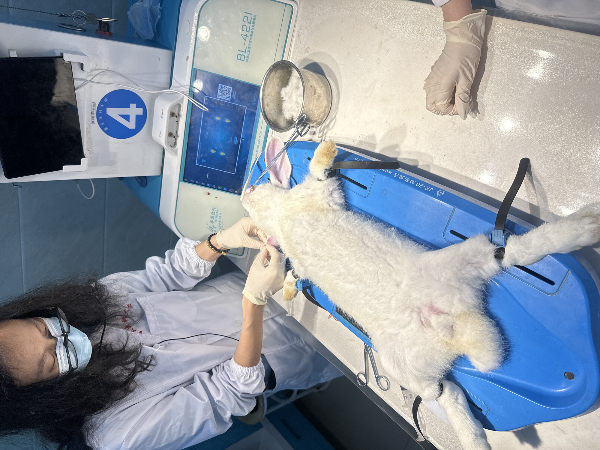 A white rabbit is lying on a blue JR-20 rabbit heating pad on a table, undergoing a medical procedure. A medical professional wearing a white lab coat, mask, glasses, and gloves is attending to the rabbit. Another gloved hand is visible near the rabbit's head. Instruments and cotton are placed on the table. Nearby is a medical device labeled "BL-4221" with a touch screen and a symbol indicating Chongqing Medical University, including the number 4. The device reads: "Informatization integrated signal acquisition and processing system." The text includes "TECHMAN" and "www.tme.com.cn" and other Chinese characters.