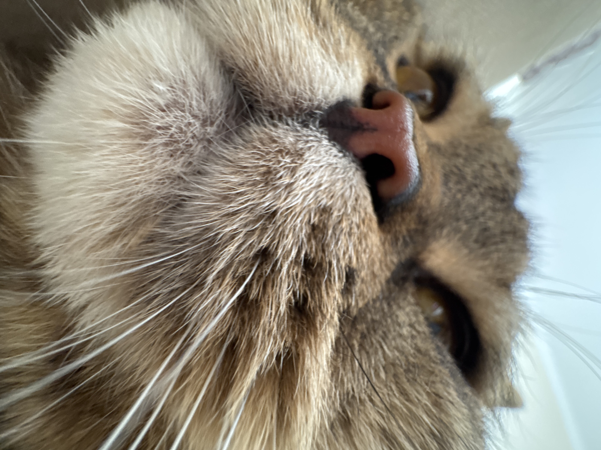 This is a close-up, low-angle, macro photograph of a cat's face. The cat has brown and tan fur with visible white whiskers. Its pink nose is prominent, and one of its amber eyes is visible. The background is out of focus and appears to be a light-colored wall or ceiling. The image does not contain any information about Mikhaylovsk, Russia.