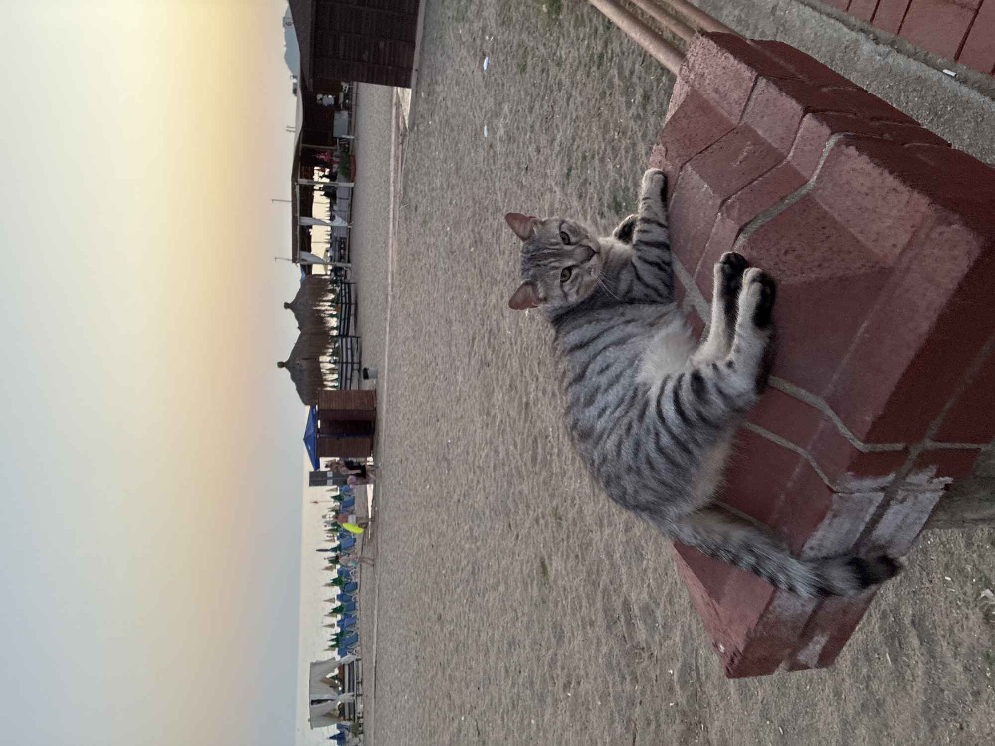 A tabby cat rests on a red brick structure on a sandy beach. In the background, the ocean meets a pale orange and yellow sky. The beach is lined with blue lounge chairs and thatched umbrellas, and several wooden structures, possibly beach huts or restaurants, are visible. A few people are scattered across the beach. The scene appears to be located in Alanya, Turkey, given the style of the beach umbrellas and the general appearance of the structures.