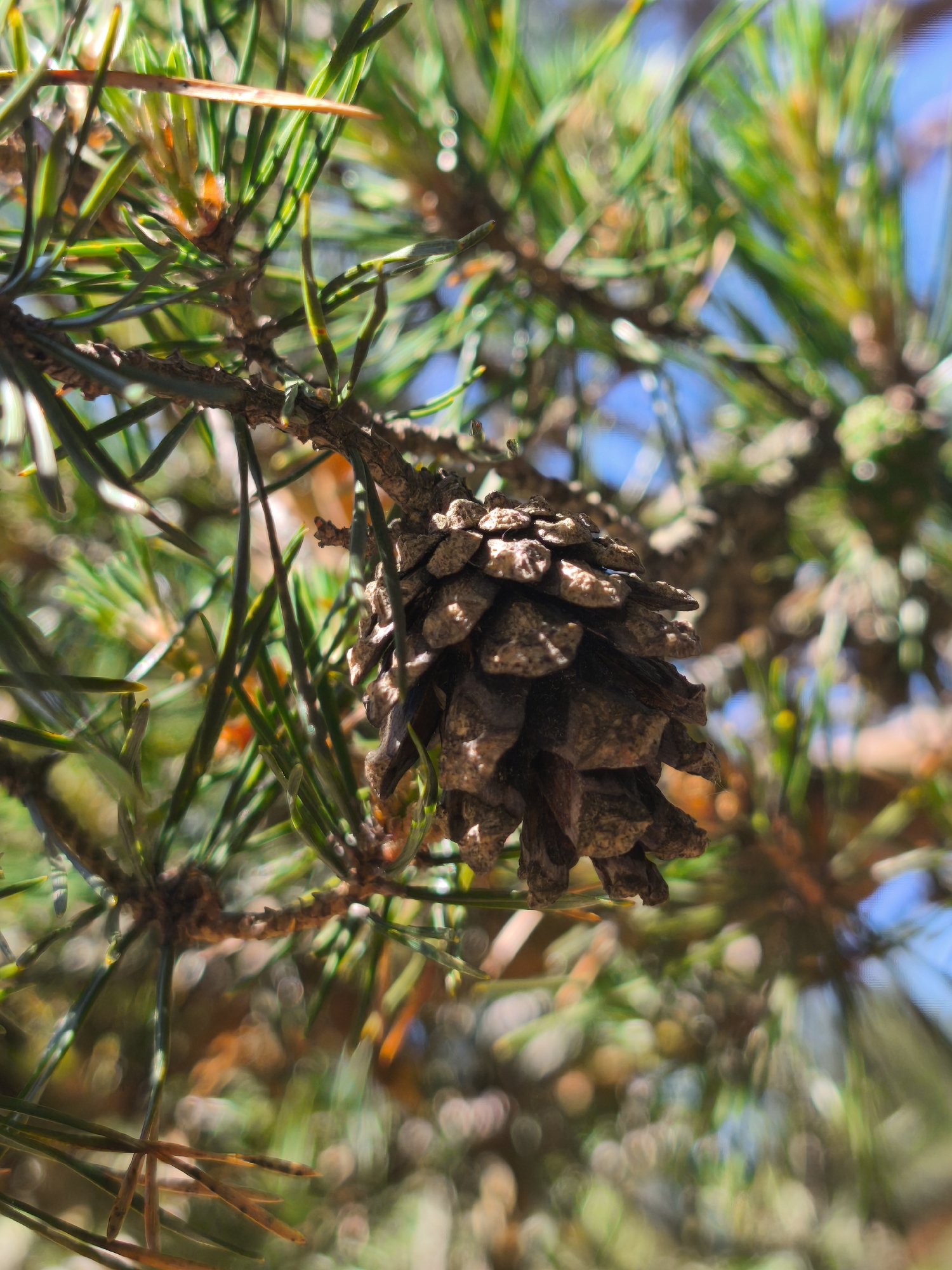This is a close-up, macro photograph of a pine cone hanging from a branch of a pine tree. The pine cone is the primary subject, appearing dry and mature with its scales clearly visible. It is positioned slightly off-center to the right of the frame. The surrounding branches are adorned with vibrant green pine needles, some of which are sharp and in focus, while others blur into a bokeh effect. The background consists of a soft, out-of-focus mix of greens, browns, and blues, suggesting sunlight filtering through the foliage and a clear sky. The lighting indicates it is daytime, likely a sunny day, as evidenced by the bright illumination and distinct highlights on the needles. The overall impression is one of nature's intricate details, with the sharp focus on the pine cone and needles contrasting with the dreamlike background. The image does not contain any people, text, or discernible human activity. The setting is a natural environment, consistent with a pine forest, and the location context provided is Zelenaya Roshcha, Russia.