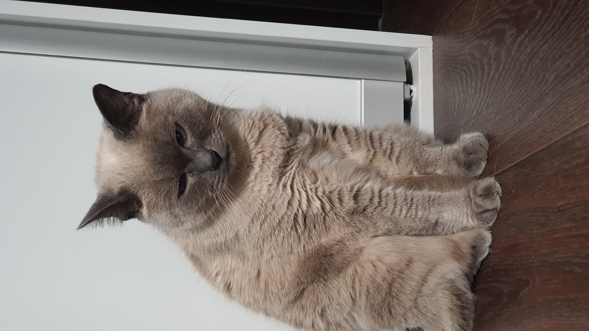 A light brown and grey cat is sitting on a dark wooden floor. The cat has dark grey ears and a darker grey face with white whiskers. Its eyes are partially closed, giving it a sleepy or judgmental expression. The cat's body is mostly light brown with some grey markings. Behind the cat is a white wall and a white door frame. The floor has a wood grain pattern. The image appears to have been taken indoors, likely in a residential setting. There are no people or other animals visible in the image. No specific location in Krasnoyarsk, Russia is identifiable from the image.