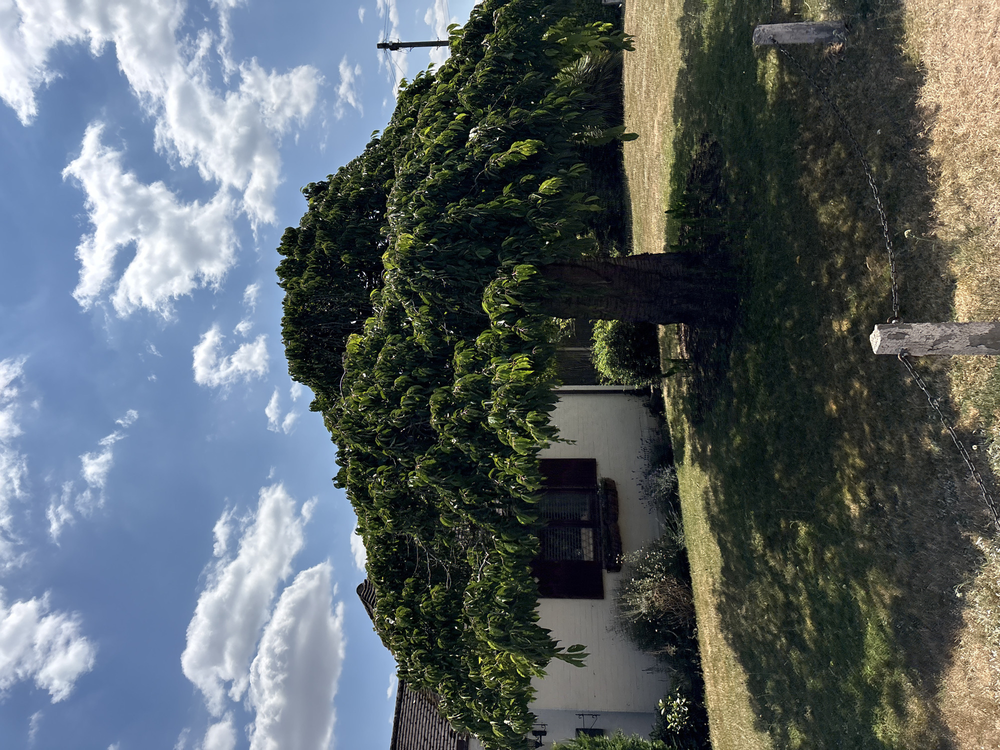 A large, weeping tree with dense green foliage dominates the center of the frame. Its branches spread horizontally, casting a dappled shadow on the dry, yellowing grass below. To the left of the tree, a white-painted brick house with a dark-tiled roof is partially visible. A window with dark shutters and a window box is set into the house's wall, partially obscured by the tree's leaves. In front of the house, low-lying plants, including lavender, are sparsely distributed. In the background, a tall utility pole with wires stands against a bright blue sky filled with fluffy white clouds. Two weathered, grey concrete posts with a metal chain stretched between them mark the edge of the property in the foreground. The scene appears to be a residential garden on a sunny day.