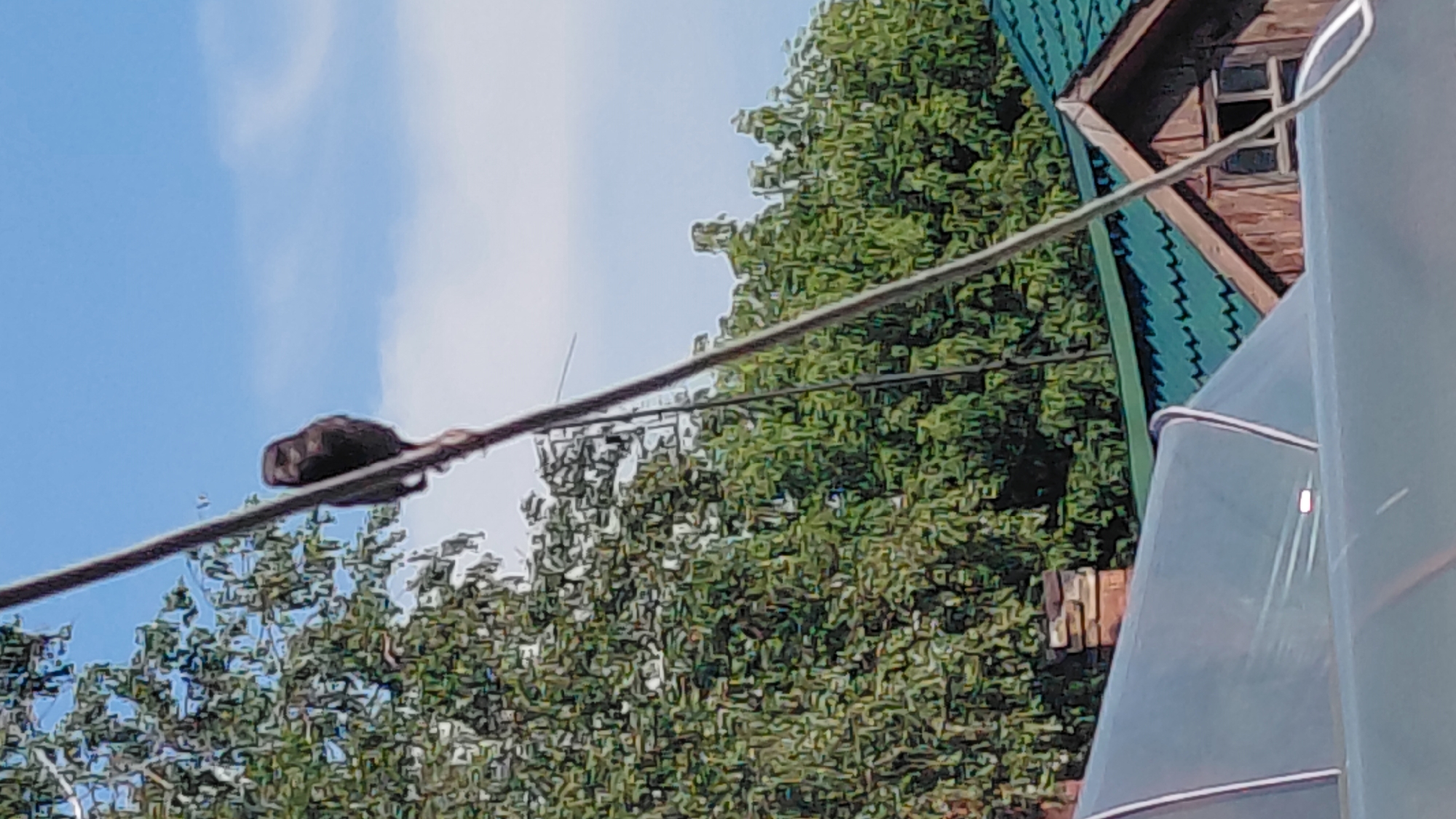 A bird of prey, possibly a hawk or a falcon, is perched on a wire. The bird is dark brown with lighter markings on its chest and head. Its head is turned to the left, and its eyes are visible. The bird is in focus, while the background is blurred. Behind the bird, there are green trees and a blue sky with some clouds. In the foreground, there are parts of buildings, including a green roof and a brick chimney. The image appears to have been taken in an outdoor setting, possibly a rural area or a suburban backyard. There are no people visible in the image. The scene is likely located in the city of Belovo, Russia, as specified by the prompt.