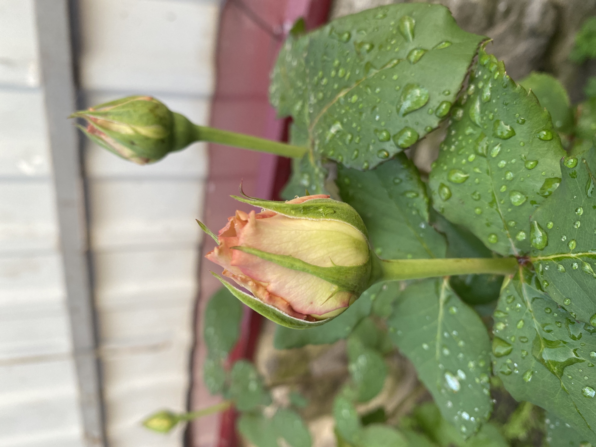 The image shows a close-up of rose buds and leaves, suggesting a garden setting. The rose buds are in various stages of development, with one appearing more open and showing hints of pink and yellow, while another is a tightly closed green bud. The leaves are a vibrant green and are covered in numerous water droplets, indicating recent rain or watering. The overall impression is one of freshness and natural beauty. The background is softly blurred, with hints of a wooden fence and a reddish structure, which could be part of a building or another garden feature. The lighting suggests it might be daytime, possibly after a rain shower. There is no visible text in the image.