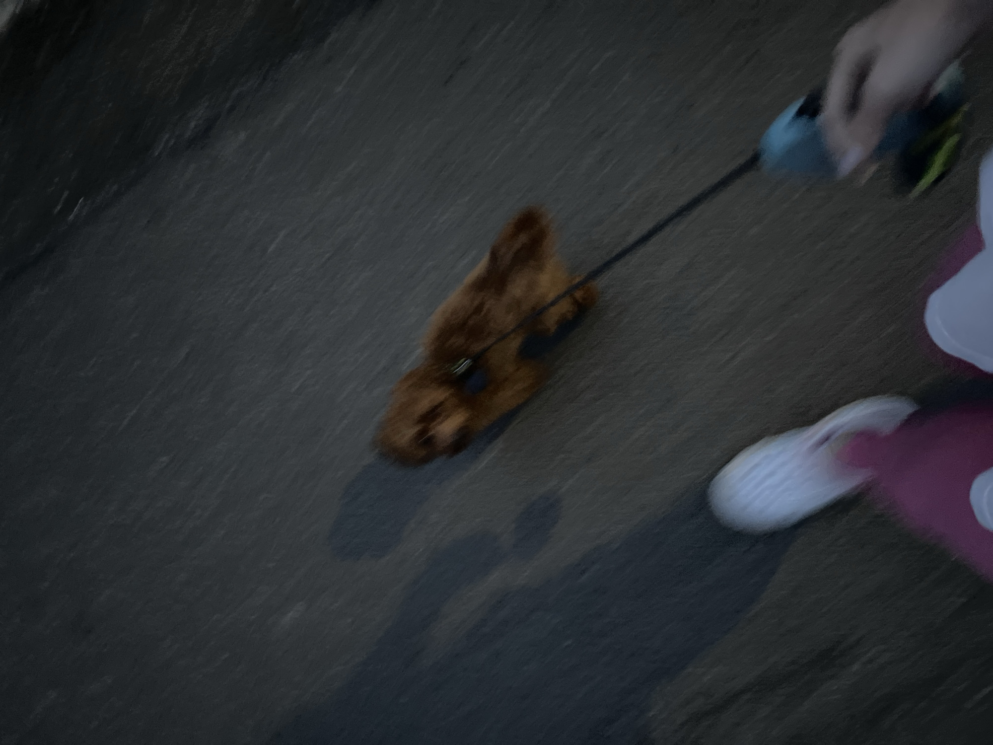 A blurry image shows a reddish-brown dog on a black leash being walked on asphalt. A hand holding the leash and a person's foot in a white and pink sandal are visible. The location cannot be determined.