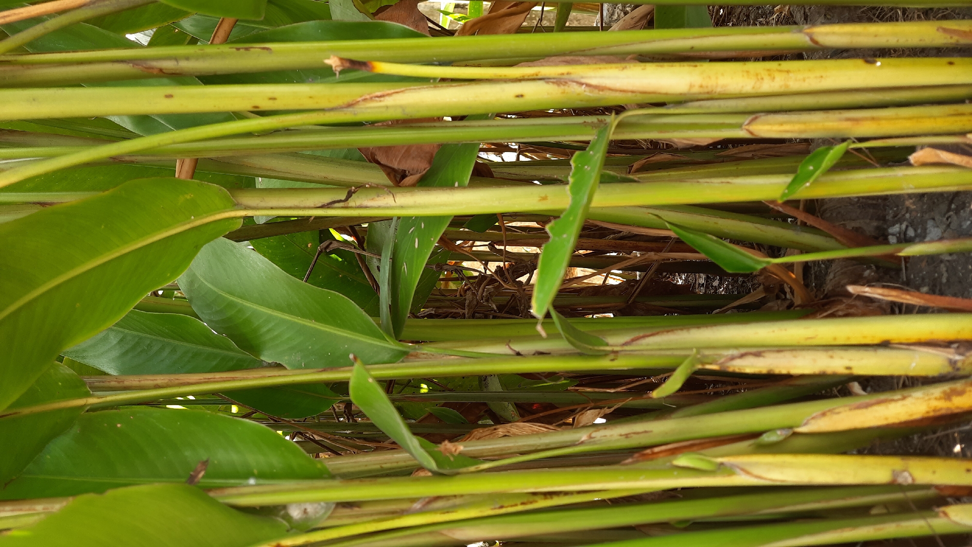 The image shows a dense cluster of tall, thick, green stalks of a plant, likely in a garden or natural setting. The stalks are vertical and vary slightly in thickness and color, with some showing shades of yellow and brown near the base. Large, lush green leaves emerge from the stalks, arching upwards and obscuring much of the background. Some dead, brown leaves and debris are visible between the stalks. The ground beneath the plants appears to be dark soil or mulch. The lighting suggests it is daytime, possibly overcast or in a shaded area, as there are no harsh shadows. The overall impression is one of abundant, tropical vegetation. The location is specified as Nanggulan, Indonesia.