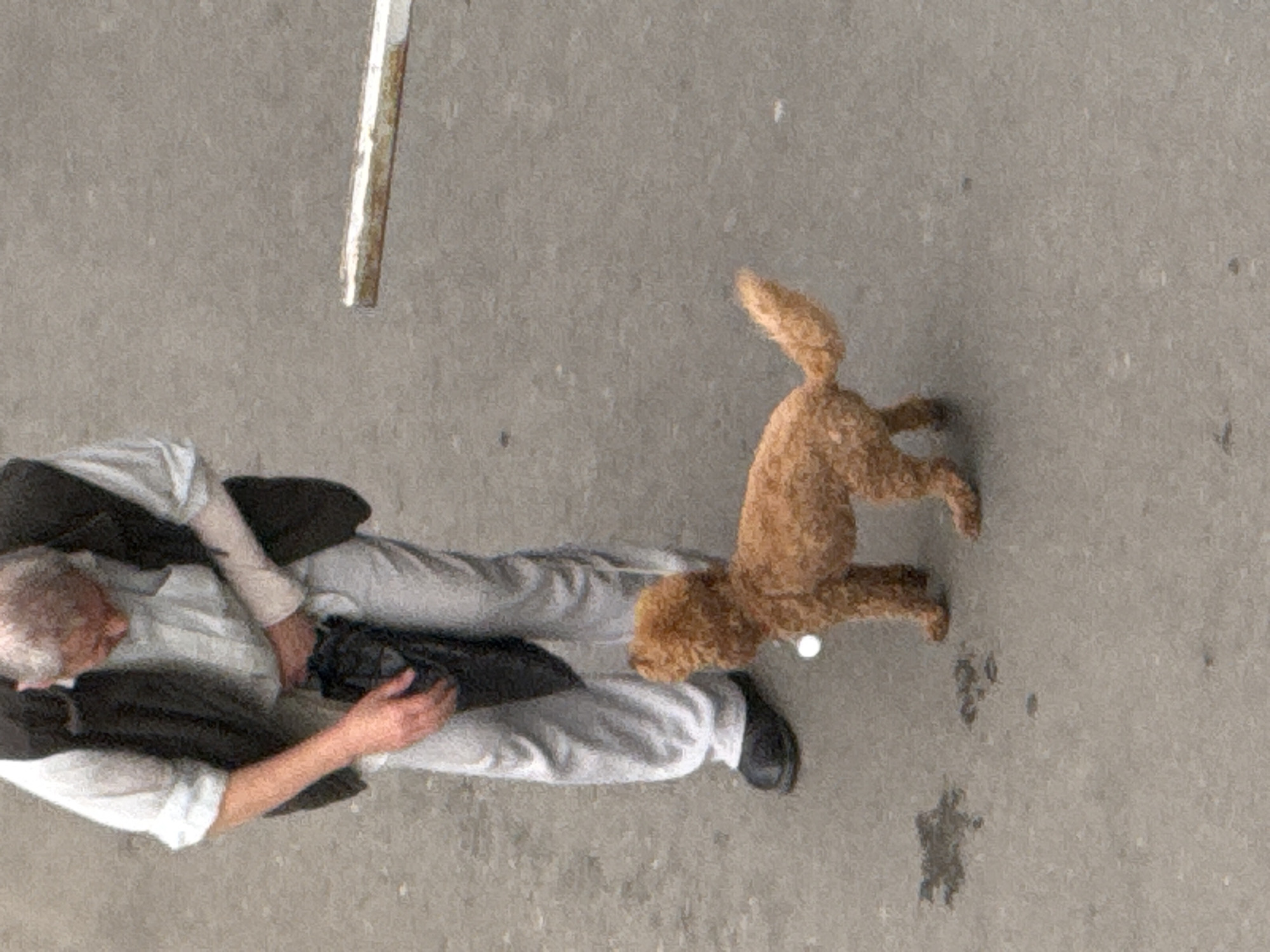 The image shows an overhead view of a person and a dog on a paved surface, likely a street or sidewalk in Tbilisi, Georgia. The person, with white hair and wearing a light-colored shirt and light-colored pants, is seated or lying down on the ground. They are wearing a dark vest over their shirt and have a dark object, possibly a bag, on their lap. One hand is visible resting on their leg. The dog, a small, fluffy, tan-colored poodle or similar breed, is in mid-air, appearing to jump or playfully run. It is positioned to the right of the person, with its body extended. The ground beneath them is a textured, gray pavement, with some scattered debris or markings. A white pole with some brown discoloration is visible in the upper left quadrant of the image. The lighting suggests it could be daytime, with no strong shadows indicating a specific time of day. The overall scene appears to be casual and possibly depicts a moment of interaction between the person and their pet. No visible text is present in the image.