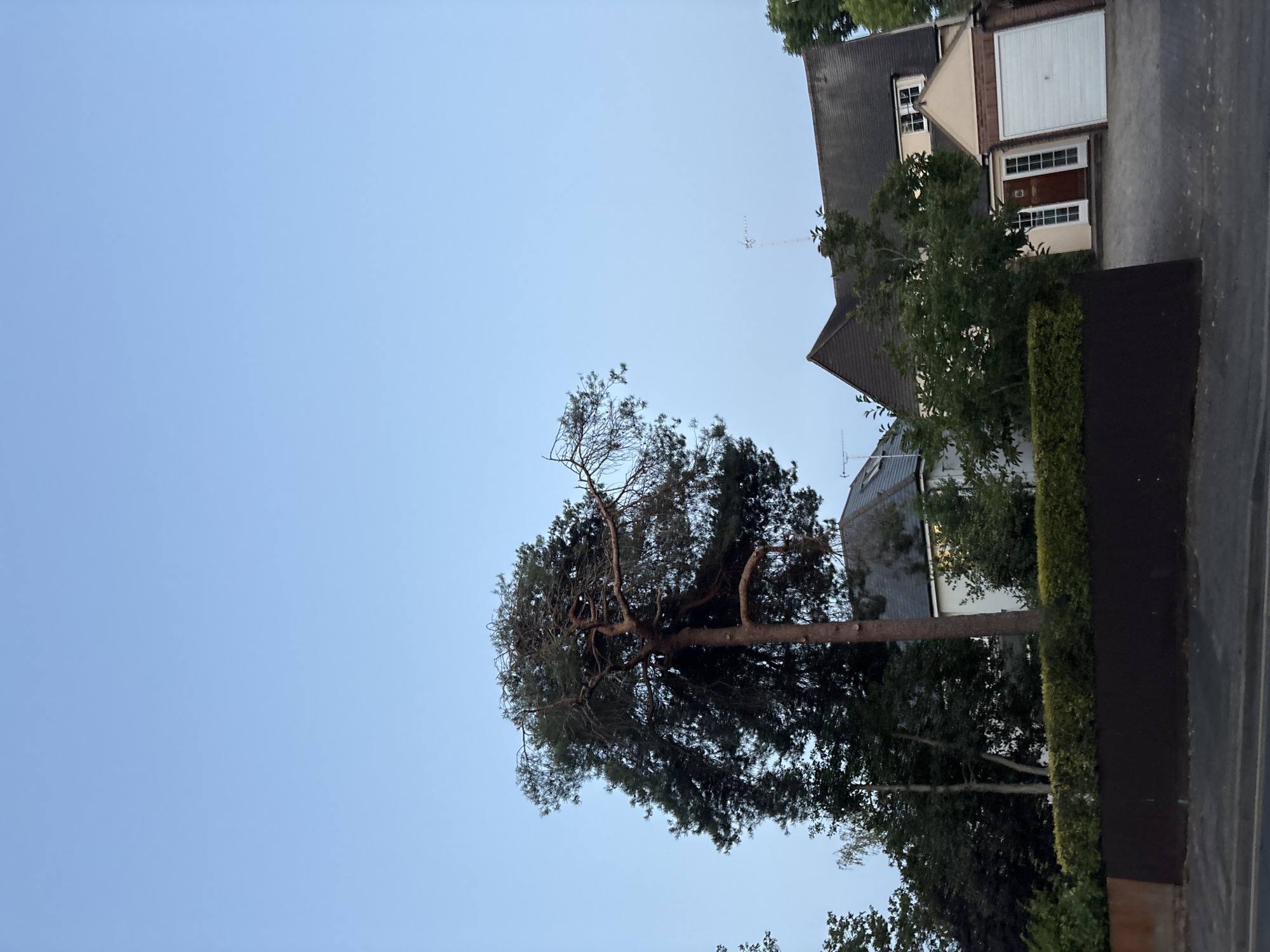 This media file is a photograph taken outdoors, likely in the evening given the soft, diffused light. The scene appears to be a residential street in Chelmsford, United Kingdom, with a house and a tall pine tree being the dominant subjects.
The house is a two-story building with a dark gray roof and light-colored walls. It features several windows, some with white frames and others with what appear to be wooden frames. A prominent feature is a large white garage door and a brown front door with glass panes. The house is partially obscured by lush green trees and a well-maintained hedge.
A very tall, mature pine tree with a thick trunk and sparse, sprawling branches dominates the left side of the frame. Its needles create a dense canopy in some areas, while other parts appear more exposed and skeletal. The tree's trunk is angled, suggesting it might be leaning or its branches are extending horizontally.
The sky is a clear, pale blue, indicating fair weather. The overall impression is one of a quiet, suburban setting. There are no people or overt activities visible. The time of day is likely late afternoon or early evening, as the sky is bright but the light lacks the harshness of midday. The perspective is from ground level, looking upwards at the tree and the house. No text is visible in the image.
