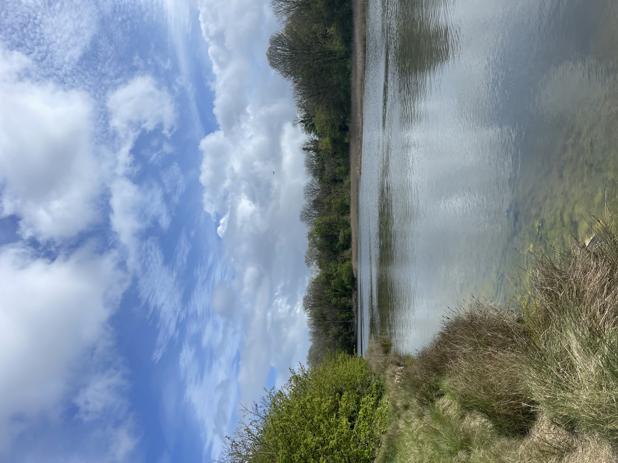 This image captures a serene natural landscape, likely an estuary or a wide river in the Portsmouth, United Kingdom area, under a bright, partly cloudy sky. The scene is split between a tranquil body of water on the right and a lush, verdant bank on the left.
The calm water reflects the blue sky and scattered white clouds, creating a mirror-like effect. Near the foreground on the right, the water's clarity allows a glimpse of submerged vegetation or sediment. Along the left side of the water, a dense line of trees forms the bank. Many of these trees are in full, vibrant green foliage, hinting at late spring or early summer. Some trees, however, still exhibit bare branches or sparse leaves, suggesting a transitional season.
In the immediate foreground on the left and bottom right, the bank is characterized by thick clumps of tall grasses and bushes, some green and vibrant, others a drier, brownish hue, indicating an untamed natural habitat.
The upper left portion of the image reveals a dynamic sky of brilliant blue, populated by various white clouds. These range from soft, puffy cumulus clouds to more elongated, wispy formations. High in the sky, a small, dark bird is visible in flight, adding a touch of wildlife to the peaceful vista.
The time of day appears to be bright daylight, possibly late morning or early afternoon, with clear visibility. The weather seems pleasant with scattered clouds. There are no people or visible man-made objects, highlighting the pristine and natural character of the environment. No text is visible in the media file.