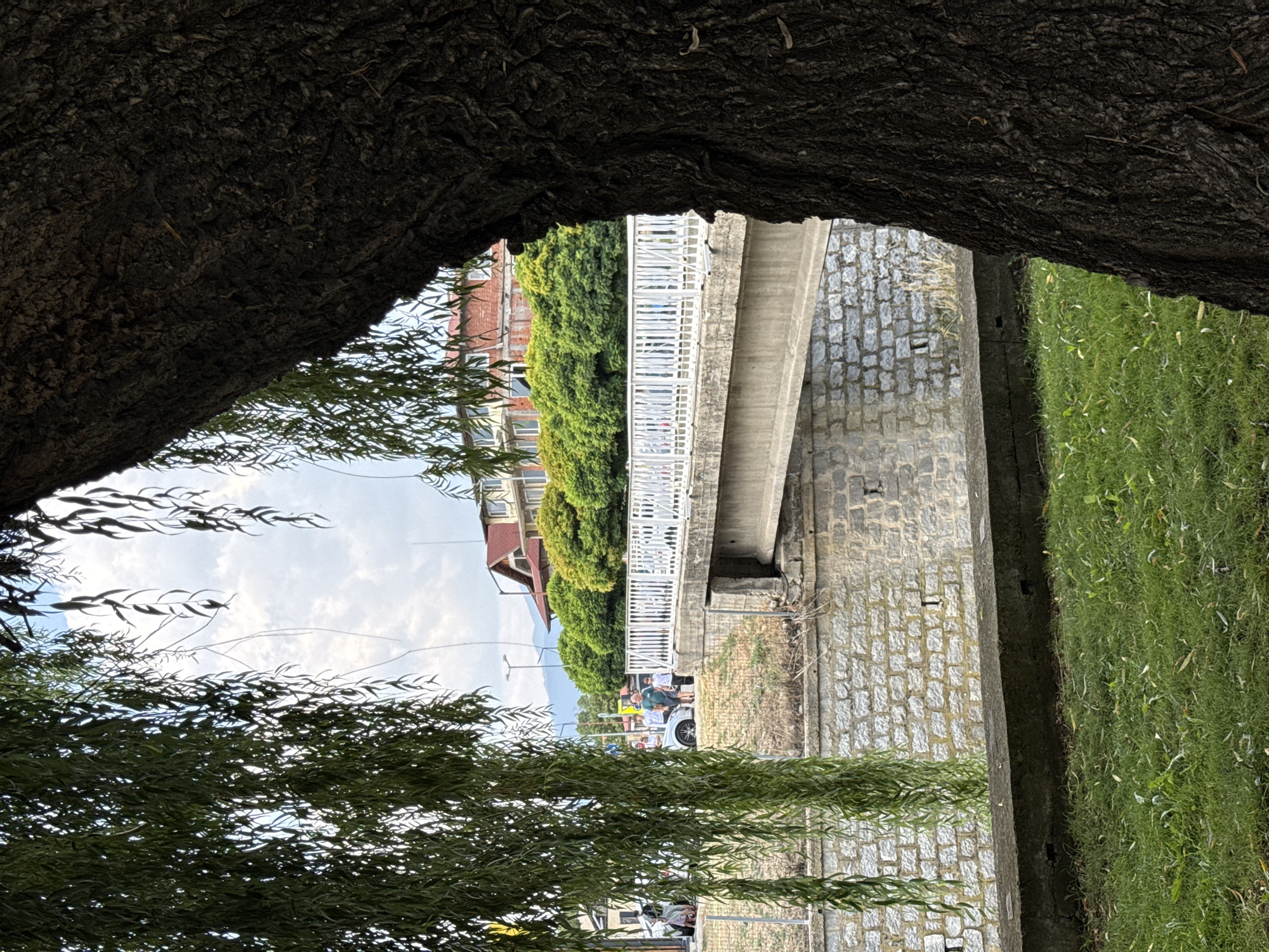 An outdoor, medium shot depicts a concrete bridge spanning a stone-lined canal in Bansko, Bulgaria. The bridge is partially obscured by the dark, textured bark of a large tree trunk in the foreground, which takes up the right third of the frame. To the left, the weeping branches of a willow tree hang down, framing the scene. On the other side of the canal, a white railing lines the top of the bridge. Beyond the bridge, a row of lush green trees forms a backdrop for a building with a red-tiled roof and multiple windows. In the distance, mountains are visible under a cloudy sky. Several individuals are walking across the bridge, and a silver car is parked to the left of the bridge. The canal bed is visible below the bridge, and a grassy area with scattered leaves lies in the foreground.