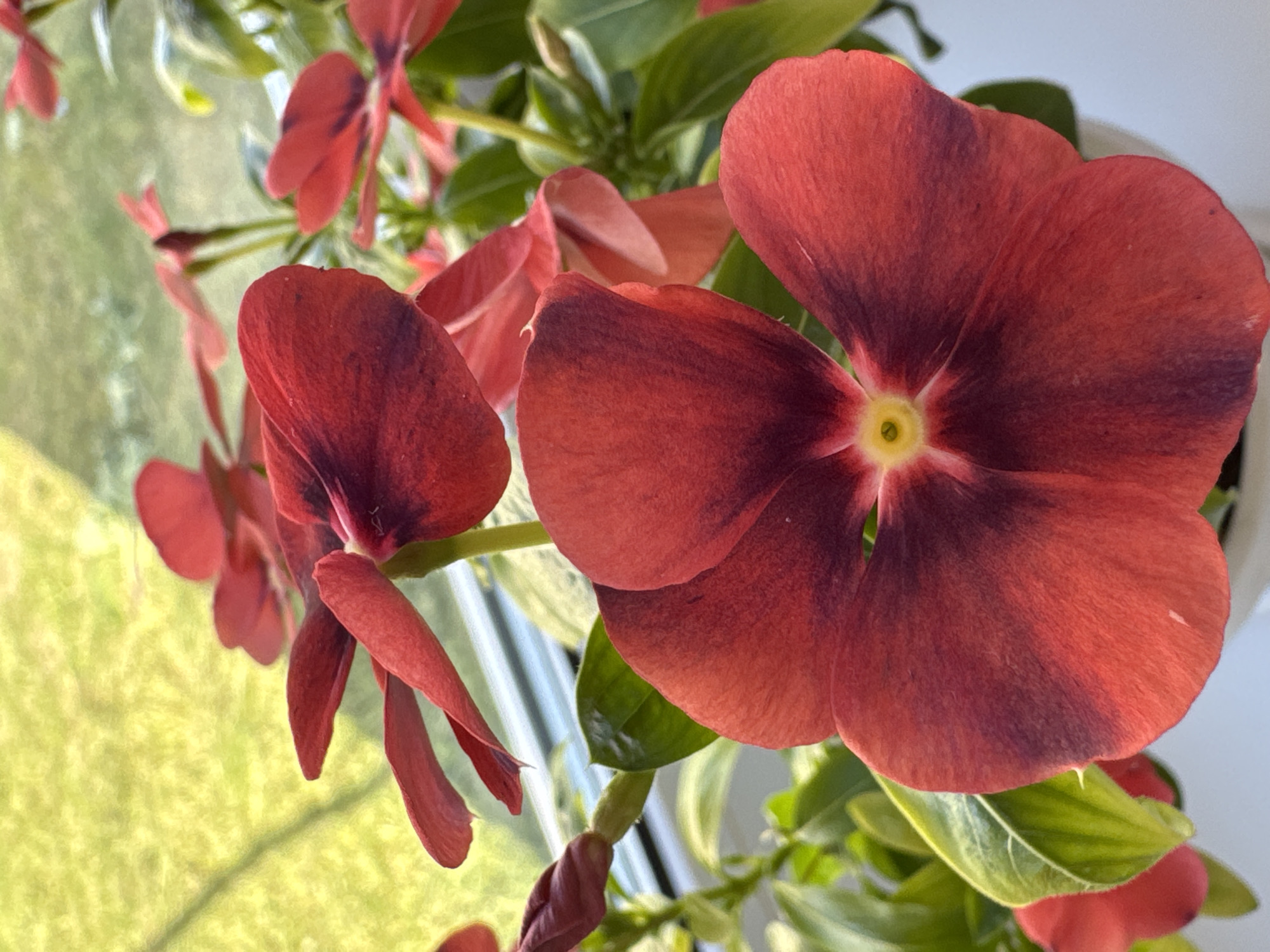 This is a close-up, high-angle, outdoor photograph of several red vinca flowers. The flowers have five petals each, and their centers are a bright yellow. The petals have a gradient of color, transitioning from a deep burgundy at the base to a lighter red at the edges. The background is blurred, with a soft green and yellow hue that suggests out-of-focus foliage and possibly sunlight filtering through. The flowers appear to be in a garden or on a windowsill, given the presence of greenery and what looks like a building in the upper right corner. The lighting suggests it is daytime, with the sun illuminating the scene. There is no text visible in the image. The overall mood of the image is peaceful and natural.