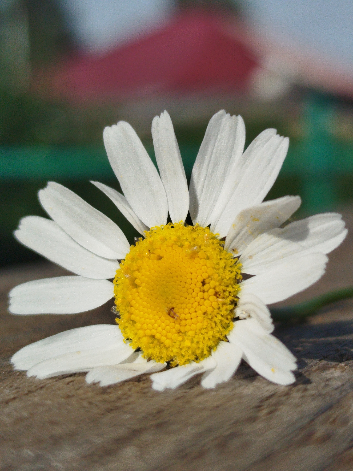 A close-up, eye-level shot features a single white daisy with a bright yellow center lying on a rough, weathered wooden surface. The daisy's petals are soft white, with some showing slight wilting and yellowing at the tips, and a few tiny specks of pollen are visible. The yellow center is densely packed with small, seed-like structures. The background is softly blurred, with hints of green foliage, a red structure, and a light blue sky. There are no people or other discernible objects in the scene. The lighting suggests it is daytime, likely outdoors, with a slight shadow cast by the flower onto the wooden surface. The image does not contain any visual information that can be used to determine its location in the city of Zavodoukovsk, Russia.