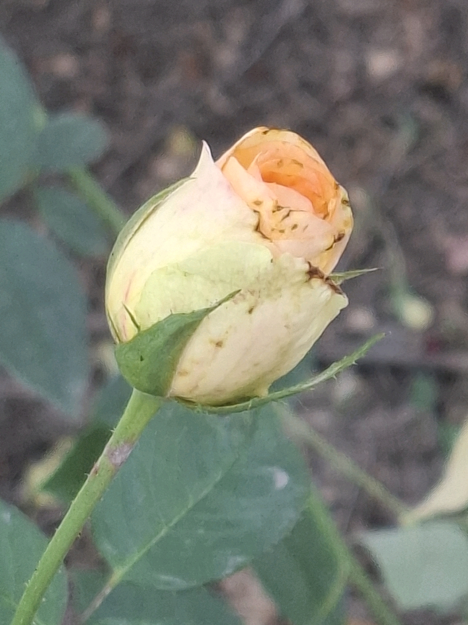 A close-up, vertical, eye-level shot captures a pale yellow rosebud in the process of opening. The petals are tinged with orange towards the center, and some browning is visible on the outer edges of the petals and sepals. The rosebud is supported by a green stem with small thorns. Several green leaves are visible in the foreground, out of focus. The background is a blurred mixture of dark earth and possibly other foliage. The lighting is soft and natural, suggesting an outdoor setting. The image was taken in Almaty, Kazakhstan, possibly in a park or garden, given the presence of rose bushes and natural elements.