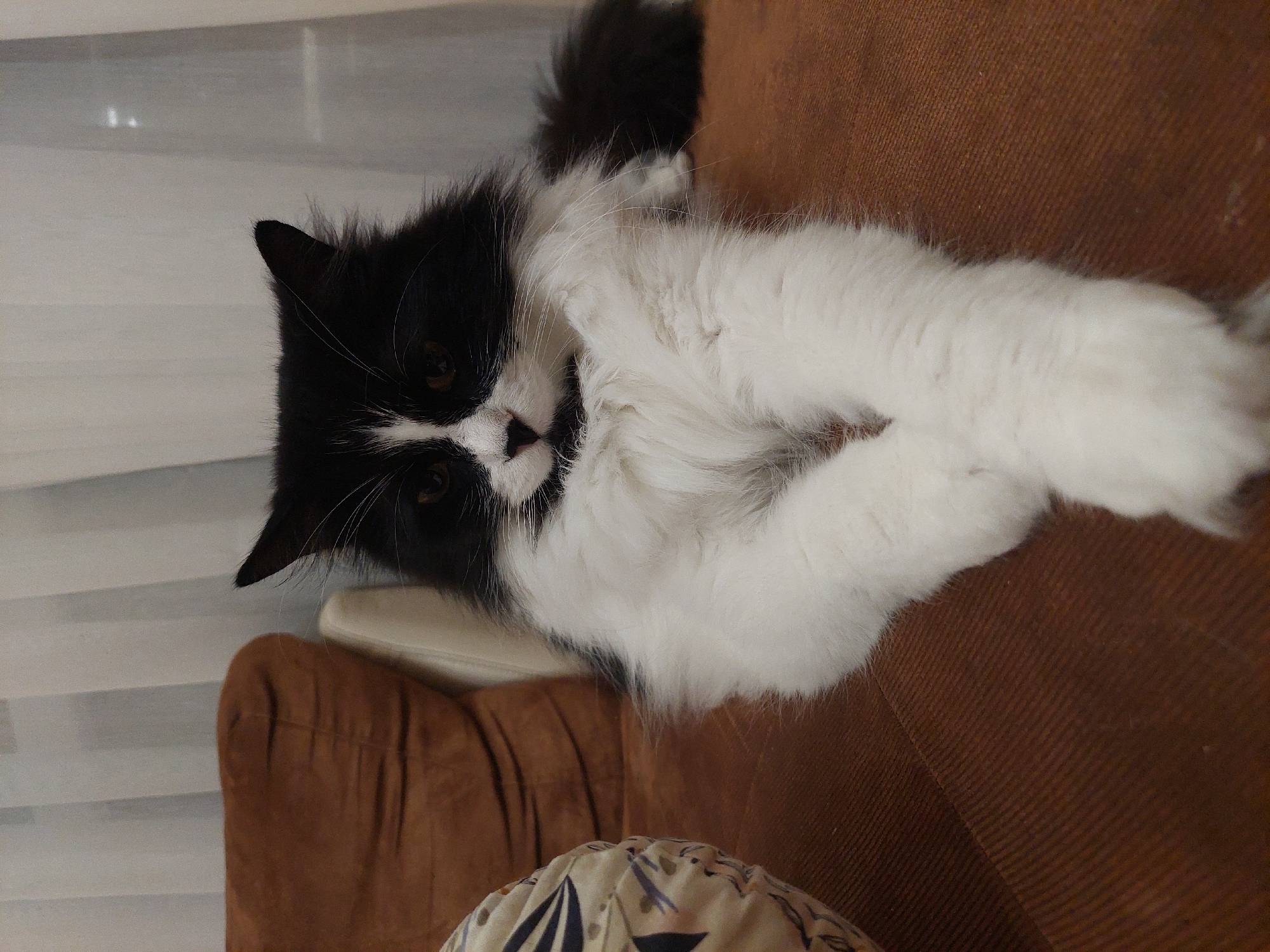 A black and white cat is lying on a brown textured surface. The cat has long white fur on its chest and paws. The background includes a striped pillow and a white curtain. There is no indication of the location being Plovdiv, Bulgaria.