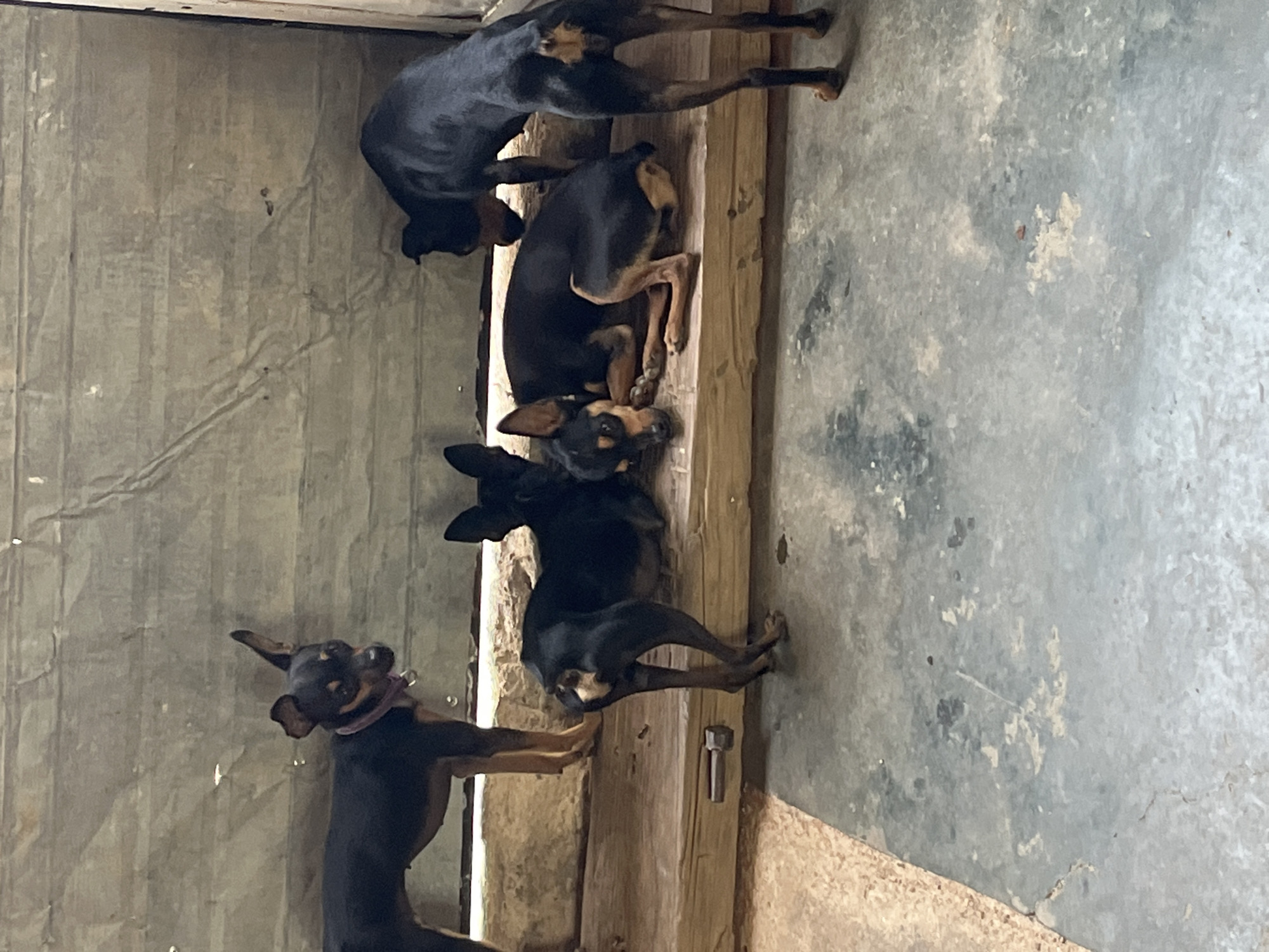 The image depicts four Miniature Pinscher dogs indoors, near what appears to be a wooden structural element, possibly a door frame. The dogs are mostly black with tan markings on their faces and legs. One dog is wearing a purple collar. The environment appears to be an indoor space with a wall made of textured material to the left, and a concrete floor to the right. There is no information to suggest a location in Juan Griego, Venezuela.