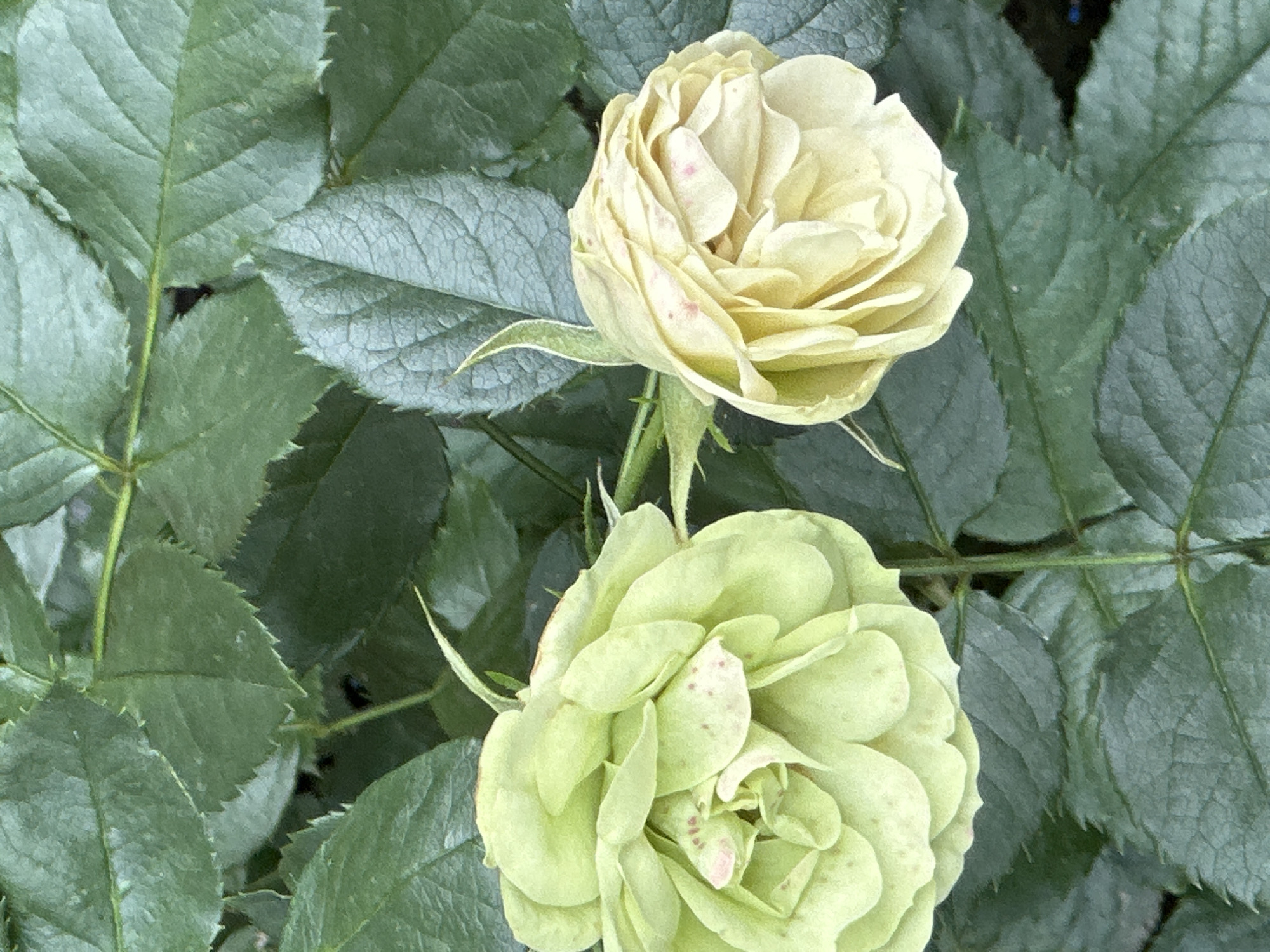 The image shows a close-up, overhead view of two pale green roses nestled amongst dark green foliage. The roses are in bloom, with many tightly packed petals. Some of the petals have small pink speckles. The leaves are textured and veined, with serrated edges. The lighting suggests it is daytime, possibly overcast, as there are no strong shadows. The scene is entirely natural, with no man-made objects or human presence visible. The location within Podolsk, Russia, is not discernible from the image itself.