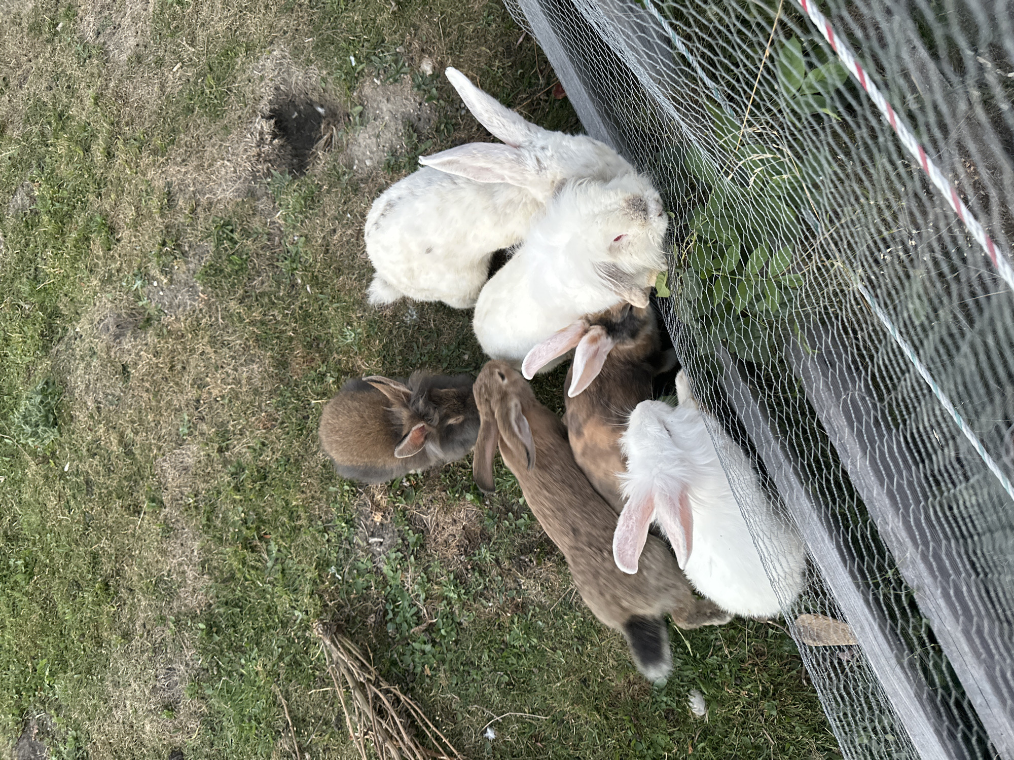 In Bad Endorf, Germany, an overhead shot captures a group of six rabbits gathered on a patch of grass. The rabbits are of various colors, including brown, white, and a mix of brown and white. They are positioned near a wire fence and some wooden structures, with dry grass and patches of green vegetation forming the ground cover. The scene appears to be an outdoor enclosure for the rabbits.