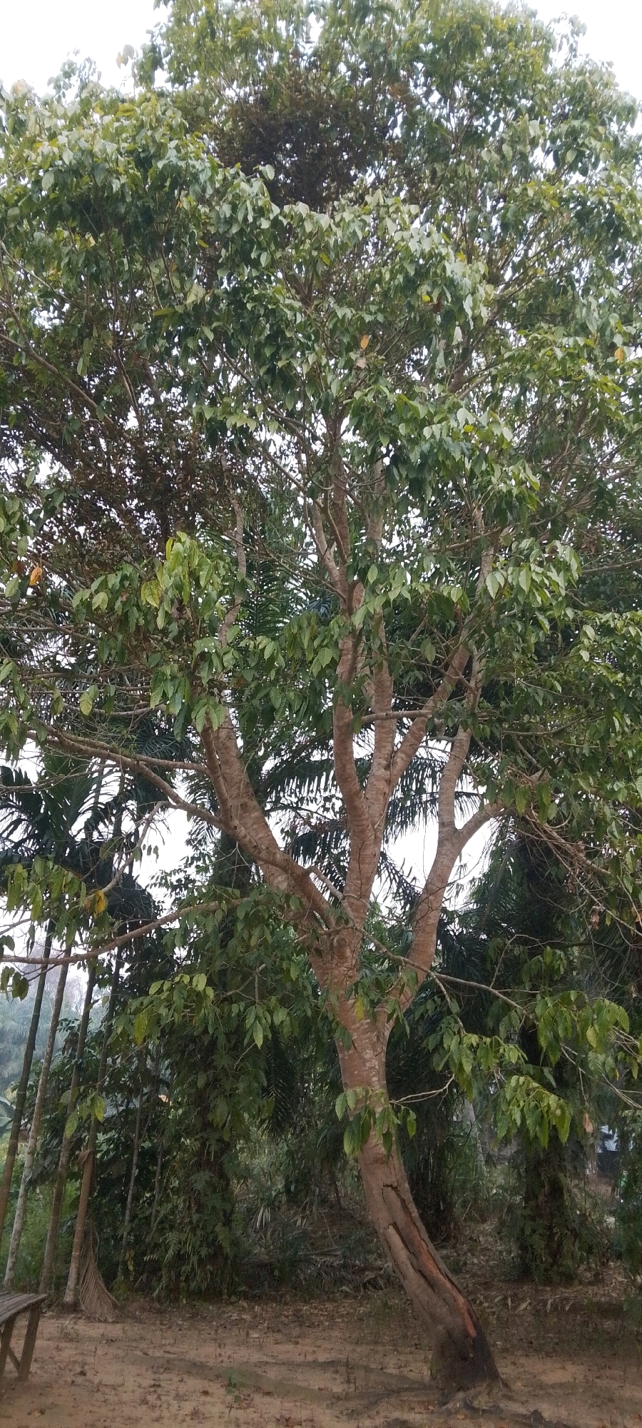 This is a full-shot, eye-level, outdoor photograph of a large tree with light brown bark and green leaves, set against a background of other trees and foliage. The tree is the primary subject, positioned in the center of the frame. Its trunk is thick and leans slightly to the right. Branches extend outward, laden with leaves. The ground in the foreground is sandy and appears to be a path or clearing. To the left of the frame, a portion of a wooden bench is visible. The overall environment suggests a tropical or subtropical setting. The sky is overcast, casting a soft light on the scene. The photograph was taken in Lenggadai Hilir, Indonesia.