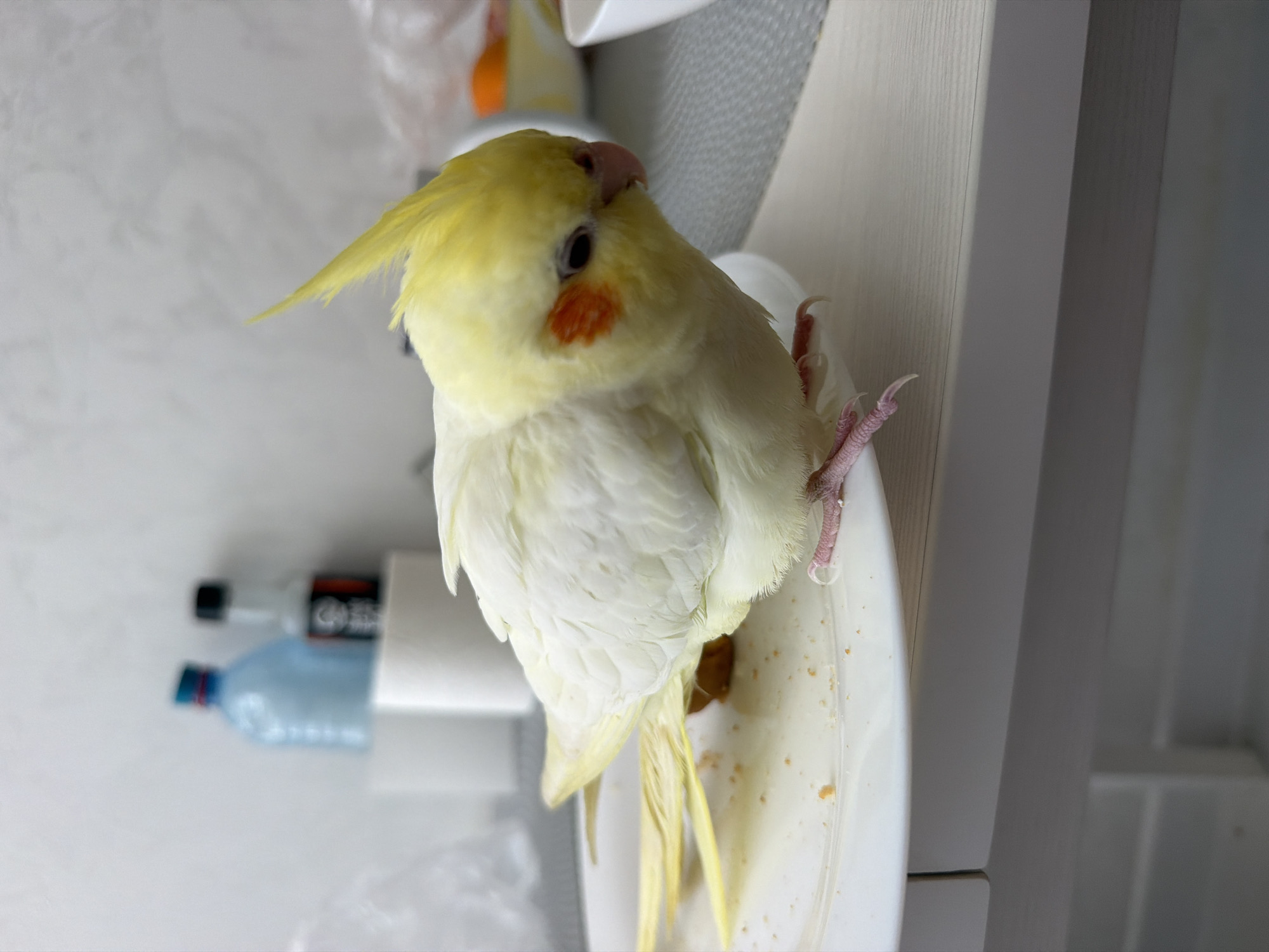 A pale yellow cockatiel is perched on the edge of a white plate. The plate is on a light-colored table. The bird is facing right, with its head tilted down. Its crest is raised. Behind the bird and plate, there are several objects. To the left, there are two bottles, one blue and one clear with a black lid. There are also two rolls of white paper. To the right, there is a blurred orange object in a bowl and part of a white container. The background appears to be a light-colored wall. The image was taken in the city of Chaikovsky, Russia.