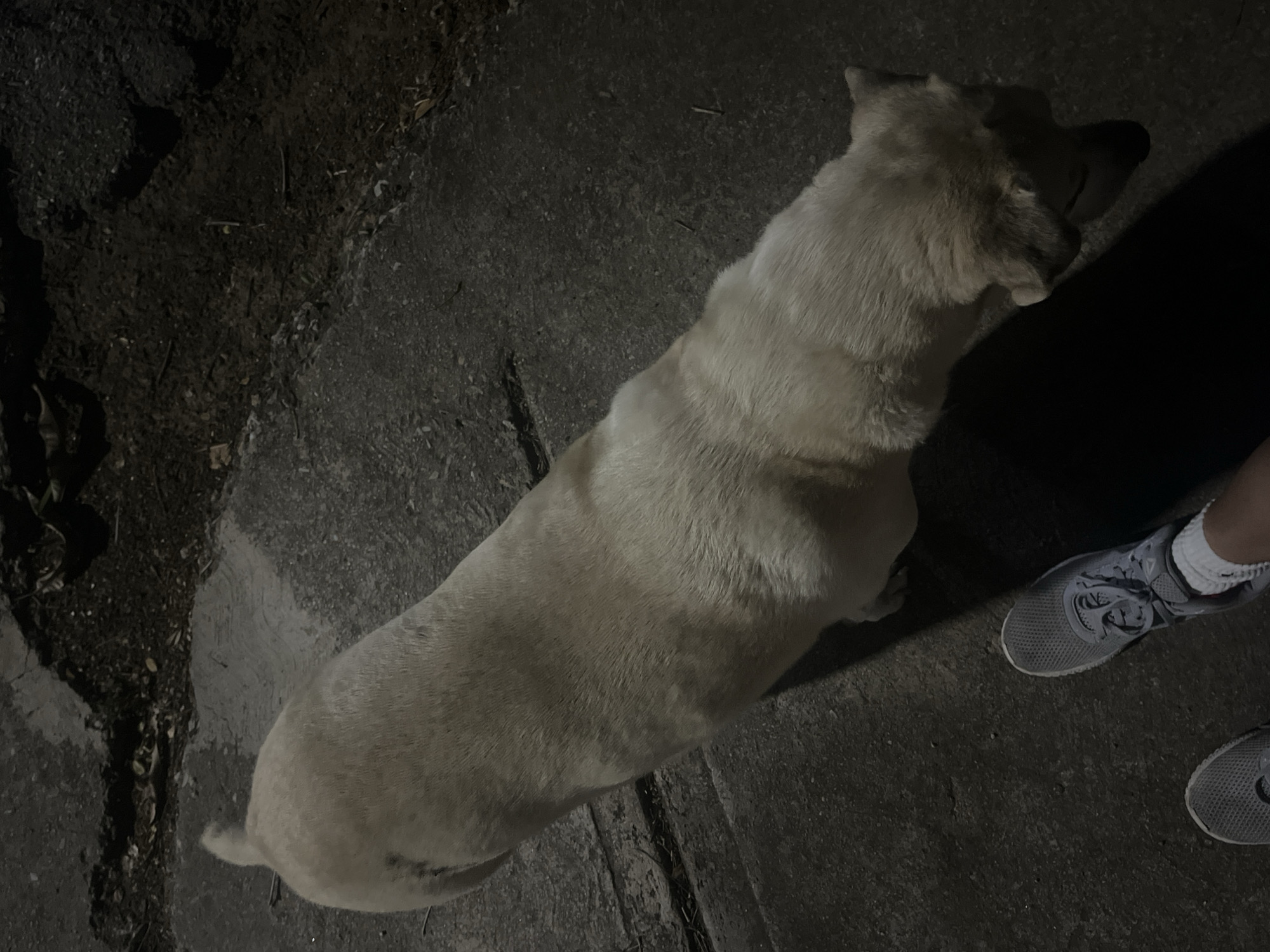 The image captures a light-colored dog, viewed from an overhead perspective, standing on a paved surface next to a partial human leg and foot. The scene is set at night or in very dim light, evidenced by the deep shadows and the overall dark tone, in Santa Ana, Venezuela.
The dog, possibly a Labrador or a similar breed, has light, short fur and appears to be standing calmly. Its head is turned slightly to the right, towards the human presence. To the right of the dog, a human foot is visible, wearing a grey athletic shoe with white socks. The brand "REEBOK" is clearly discernible on the side of the shoe. The person appears to be standing still, possibly next to or with the dog.
The ground surface is a mix of concrete or asphalt pavement and a darker, textured area that resembles soil or dirt, possibly a flower bed or an unpaved strip. There are small twigs and debris scattered on the darker ground. The lighting is uneven, suggesting an artificial light source overhead or nearby, which casts pronounced shadows. The activity appears to be a casual moment during a walk or outdoor gathering at night.