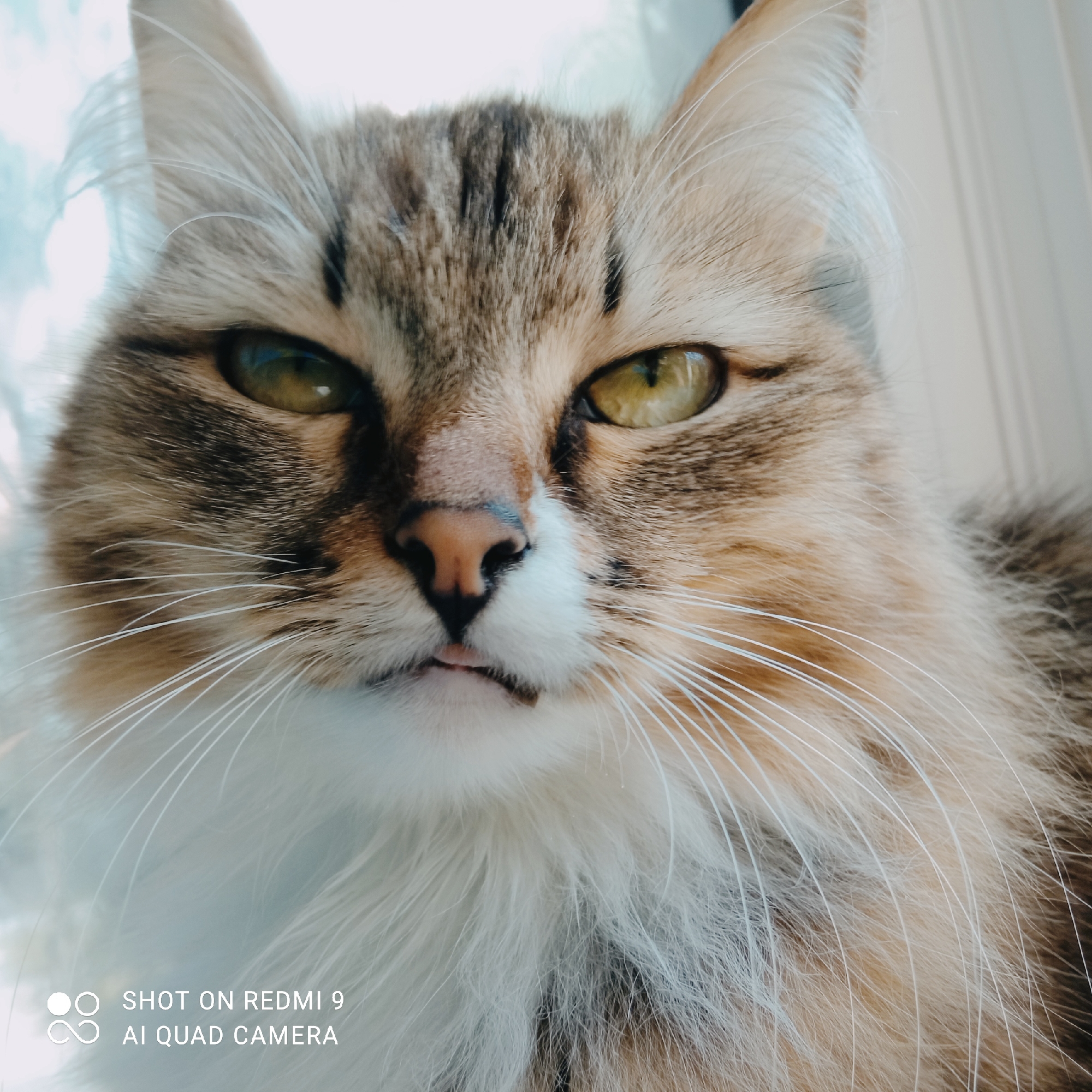A close-up, eye-level, medium shot captures a fluffy, long-haired calico cat with striking green eyes. The cat's face is the primary subject, filling the frame. Its fur is a mix of brown, black, white, and orange tabby patterns, with a fluffy white ruff around its neck and chin. The cat's ears are pointed and alert, and its whiskers are long and white. The background is out of focus, appearing as a soft blur of light blue and white, possibly indicating daylight and a window or open space. The cat has a slightly grumpy or unimpressed expression, with its mouth slightly open, revealing a hint of its pink tongue. The lighting appears to be natural, coming from the side, highlighting the texture of the cat's fur. In the bottom left corner, there is visible text overlay that reads "SHOT ON REDMI 9" and "AI QUAD CAMERA," suggesting the image was taken with a Xiaomi Redmi 9 smartphone. The setting is likely indoors, near a window, given the light and background. There is no discernible activity or event taking place; it is a portrait of the cat. The time of day is likely daytime due to the natural light. The specific location is identified as Chaikovsky, Russia, although there are no distinct visual cues in the image to confirm this.