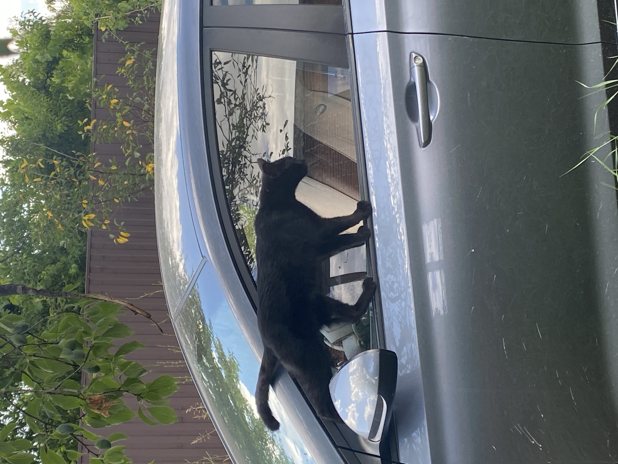 A black cat is perched on the open window ledge of a gray car, its body extended partially into the vehicle's interior. The cat's tail is raised and curved, and its head is turned towards the inside of the car. The car is parked outdoors, with a brown wooden fence and lush green foliage visible in the background. The sky above is partly cloudy, with reflections of trees and the sky visible on the car's surfaces. The image appears to have been taken in Akhtyrskiy, Russia, as per the prompt.